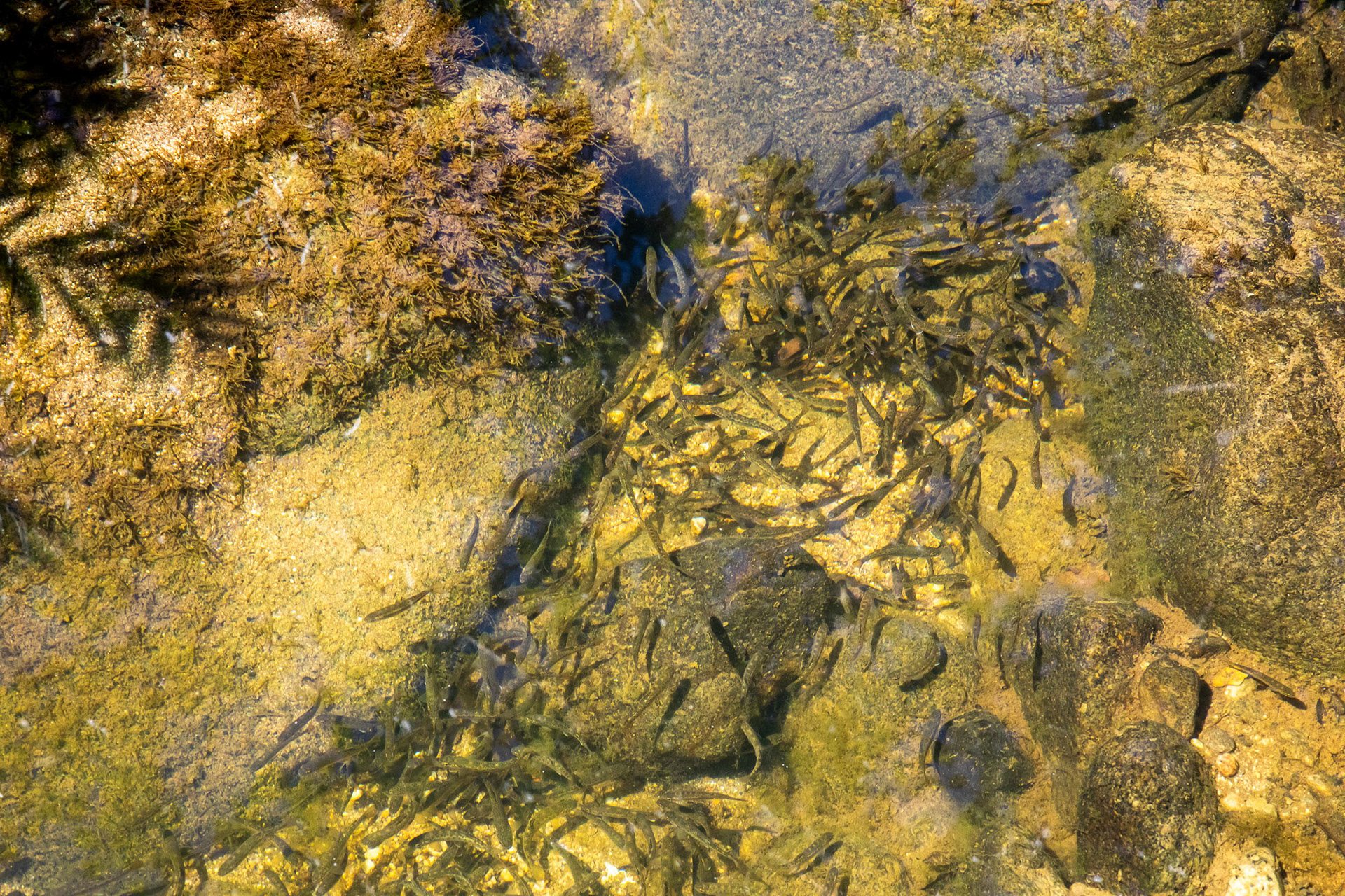 A group of steelhead yearling groups together in a deep pool in a drying creek in the Carmel River Watershed. Carmel Valley, USA.