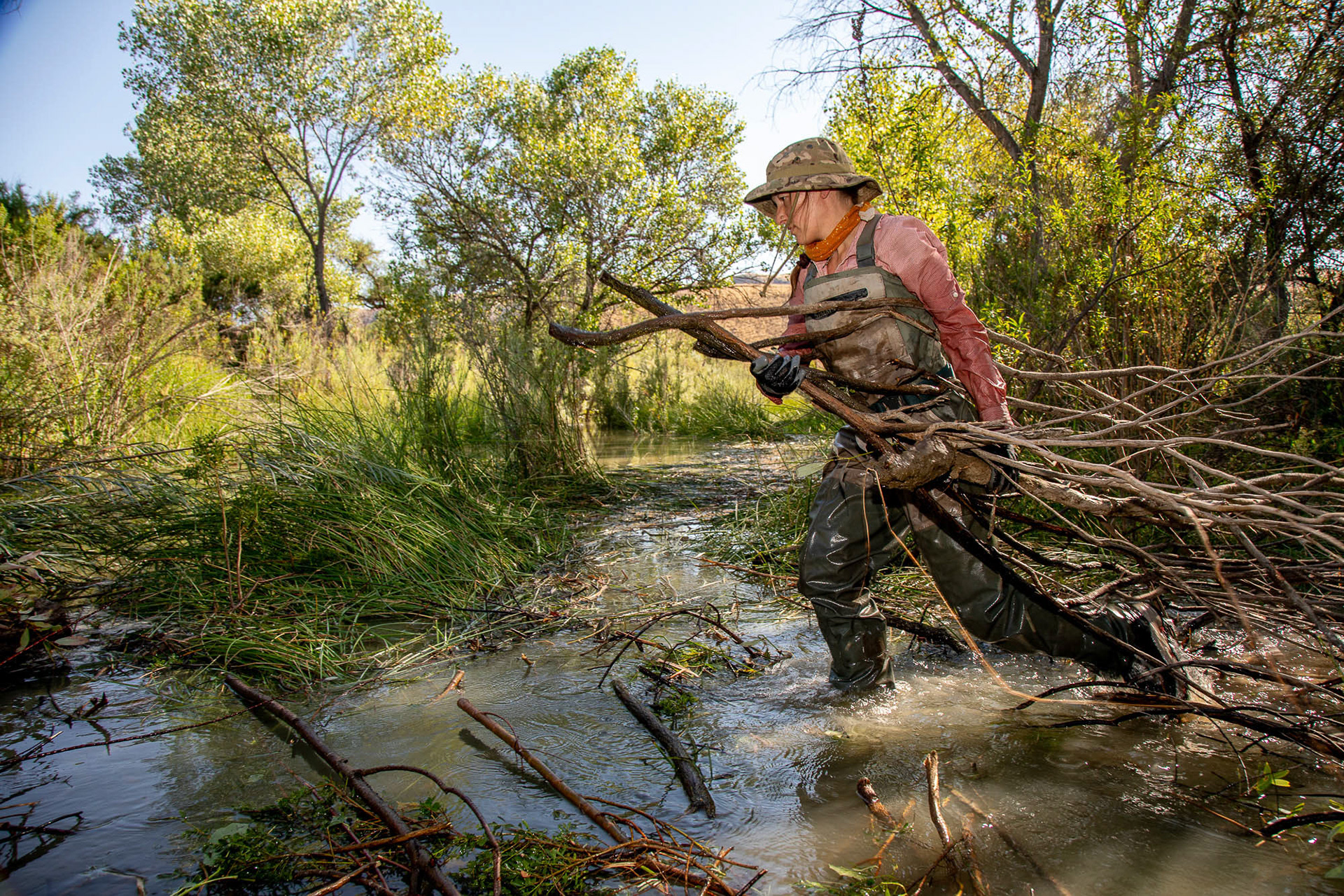 Susie Cederlof, a member of the Swift Water Design crew, carries branches along the wetland to use in the construction of the Beaver Dam Analogs (BDAs) in Paicines Ranch, Paicines, California, United States. To build the BDAs the crew uses mostly hand tools, human labor, and all-natural materials collected locally, to mimic as much as possible the work of beavers. The branches and wood logs are all carried by hand.  July 22, 2024.