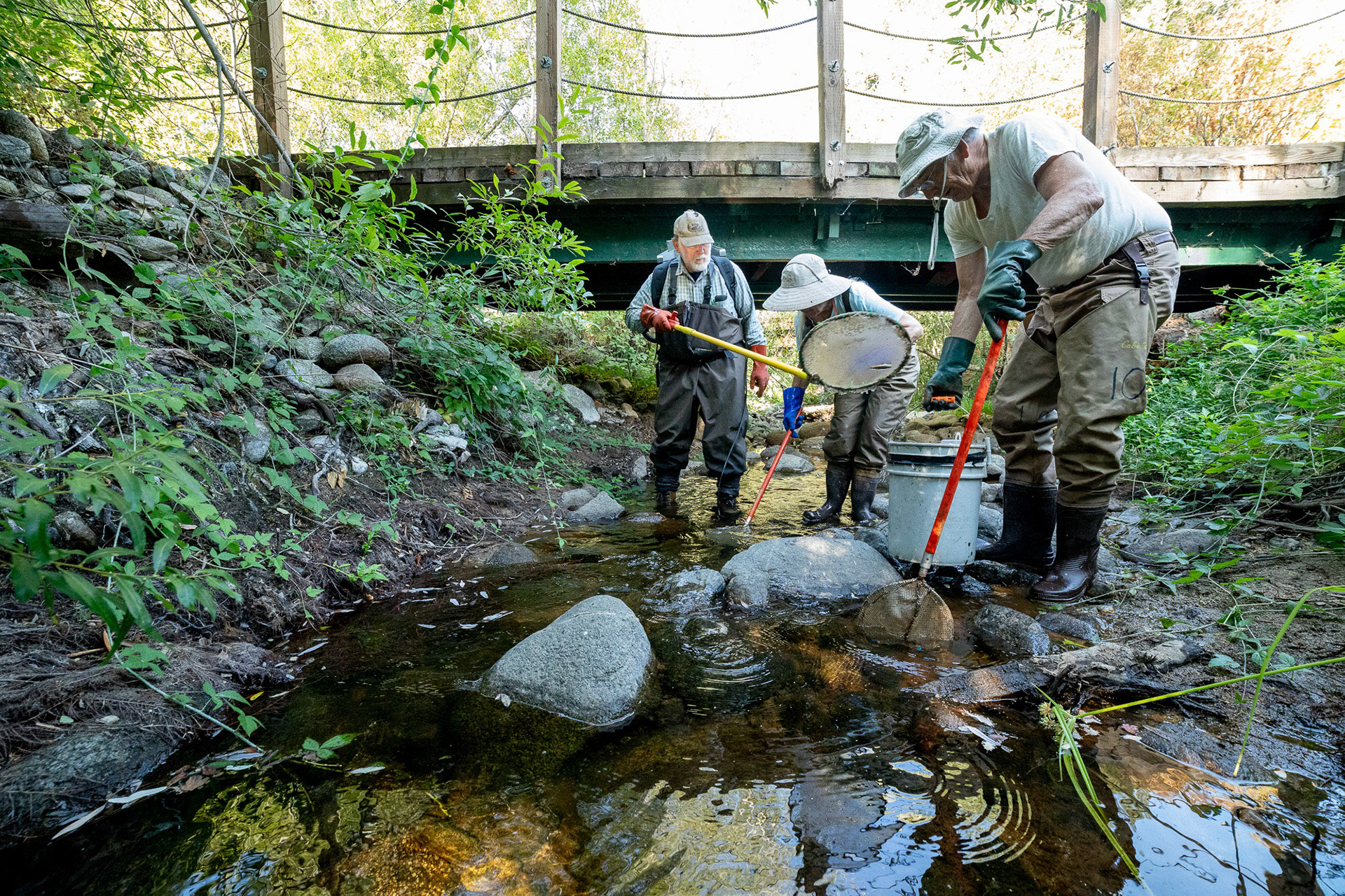 Brian LeNeve, past president and conservation chair of the Carmel River Steelhead Association, carries a heavily loaded backpack electroshocker upstream, along with James C Jeffery III, Carmel River Steelhead Association secretary, and a volunteer. They use nets to rescue steelhead from the stream. Carmel Valley, California, USA.