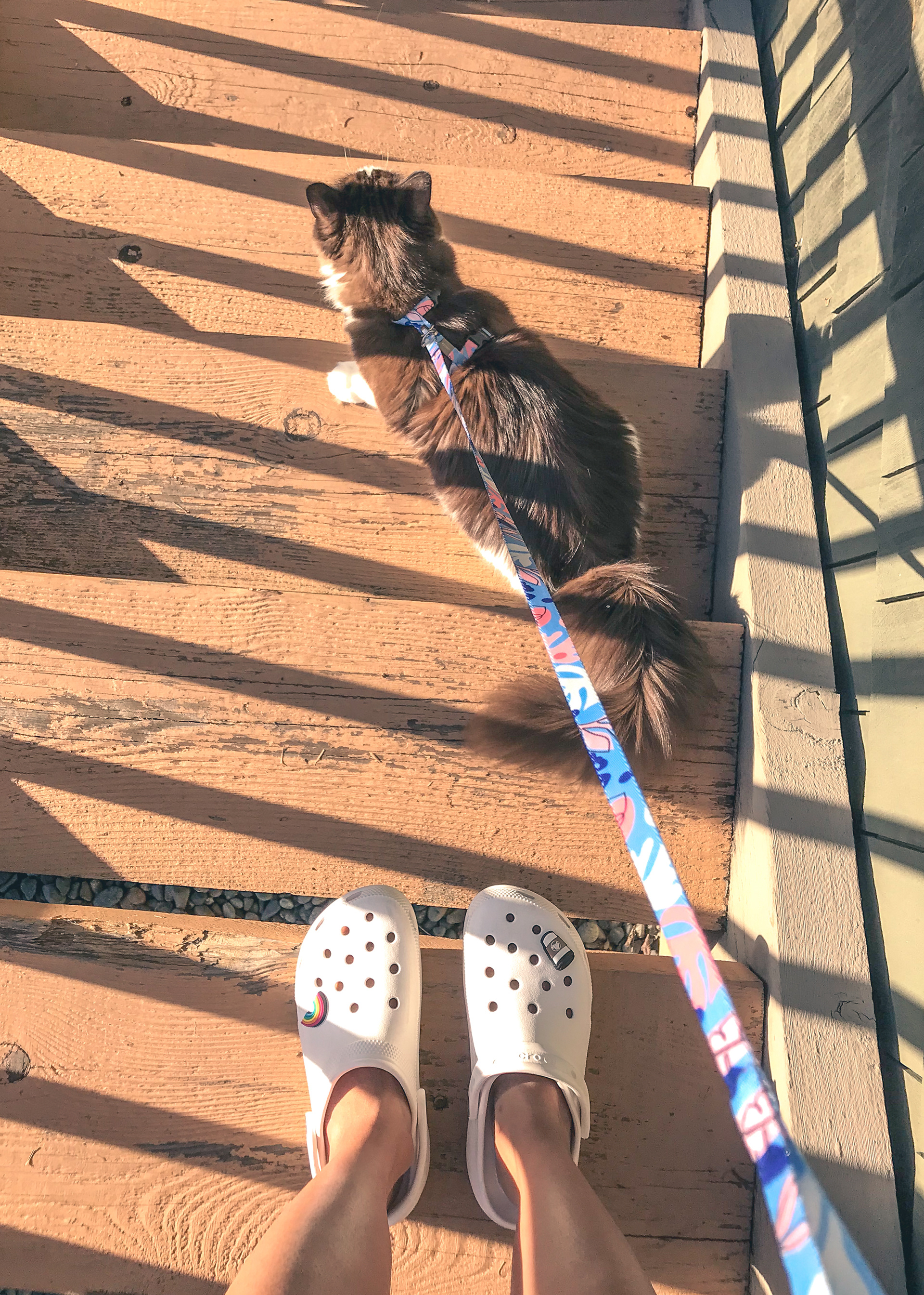 Furry friend, July 2023, WA.