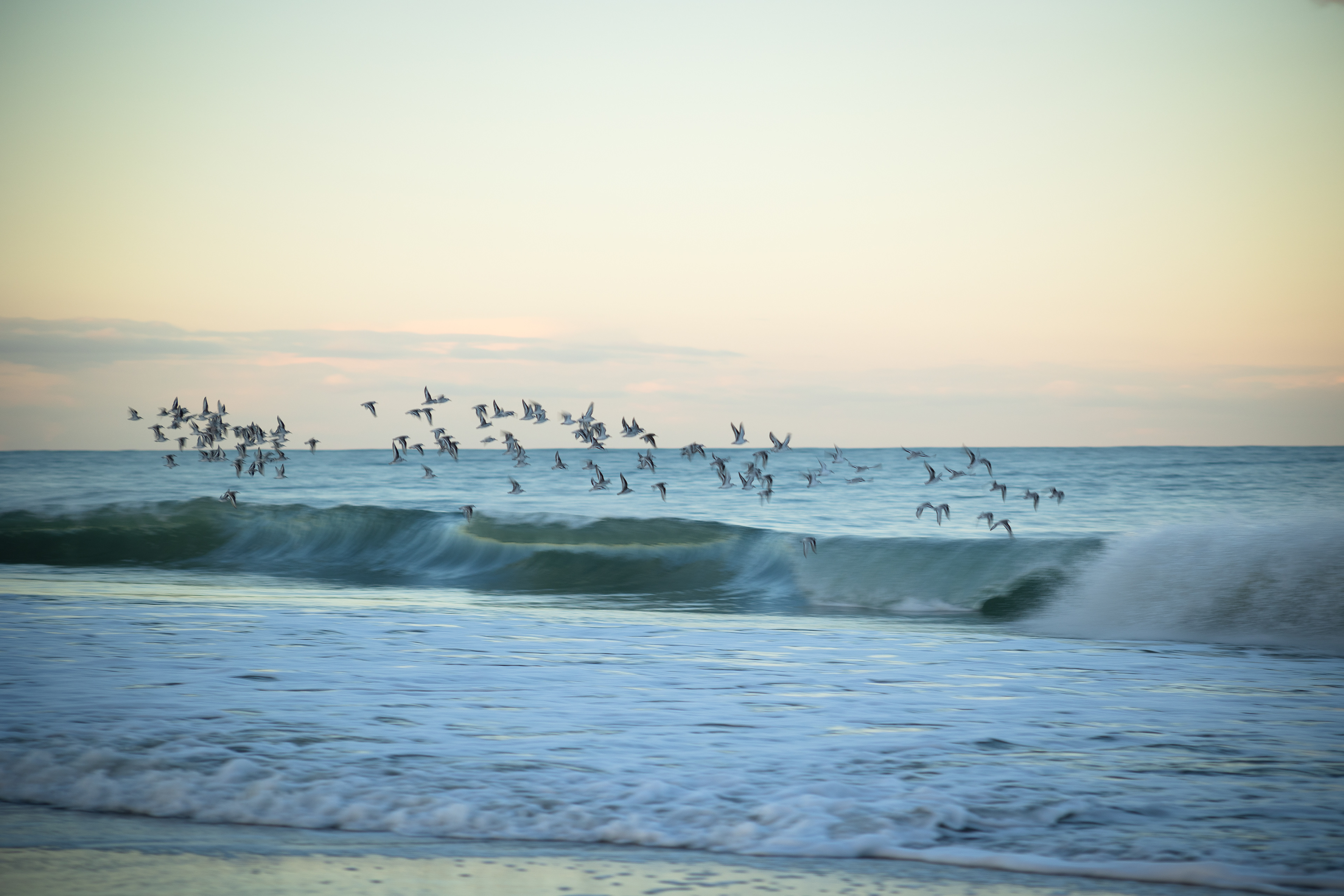 A flock of sandpipers takes flight