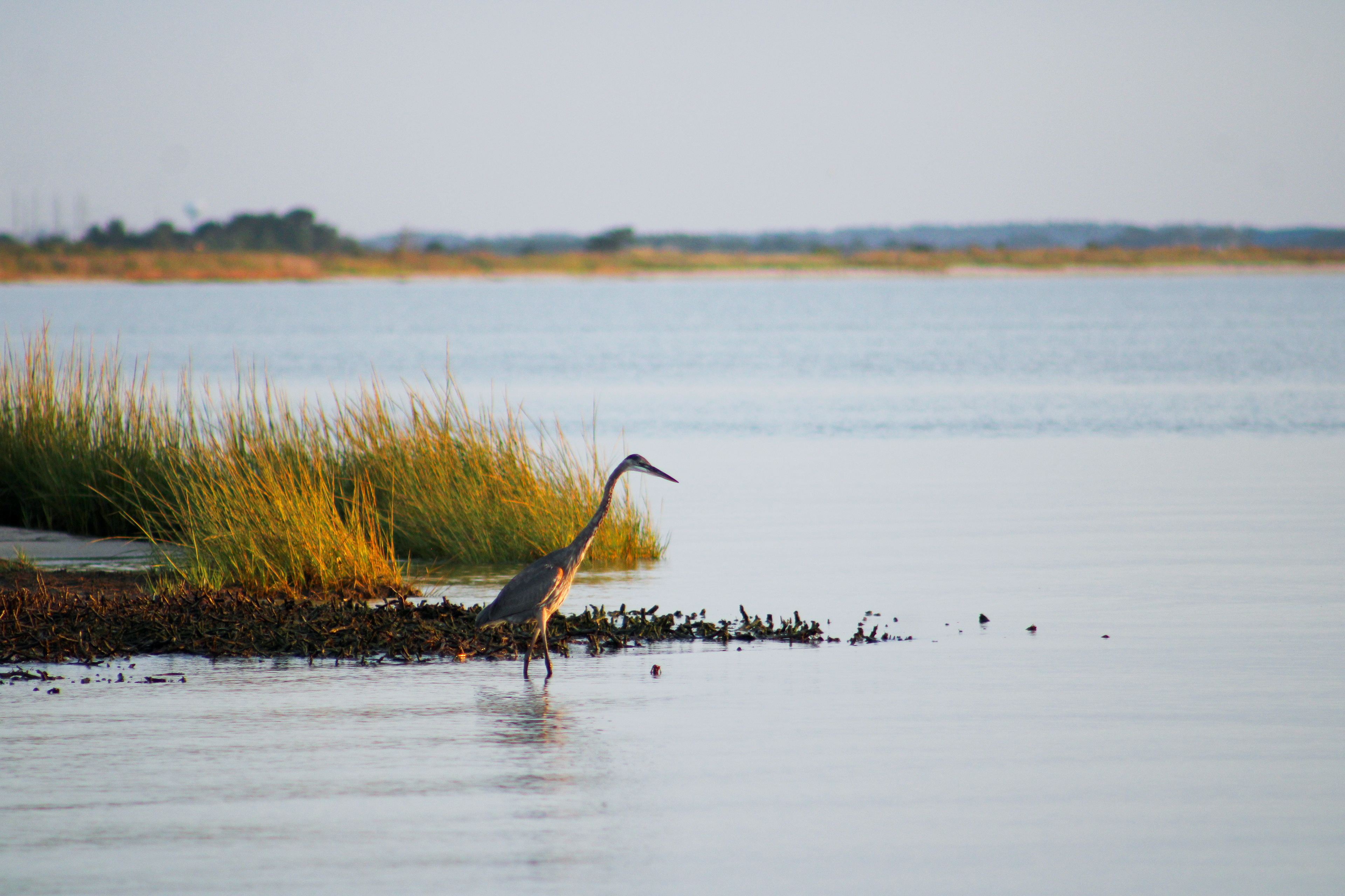 Heron, Dewey Beach, Delaware