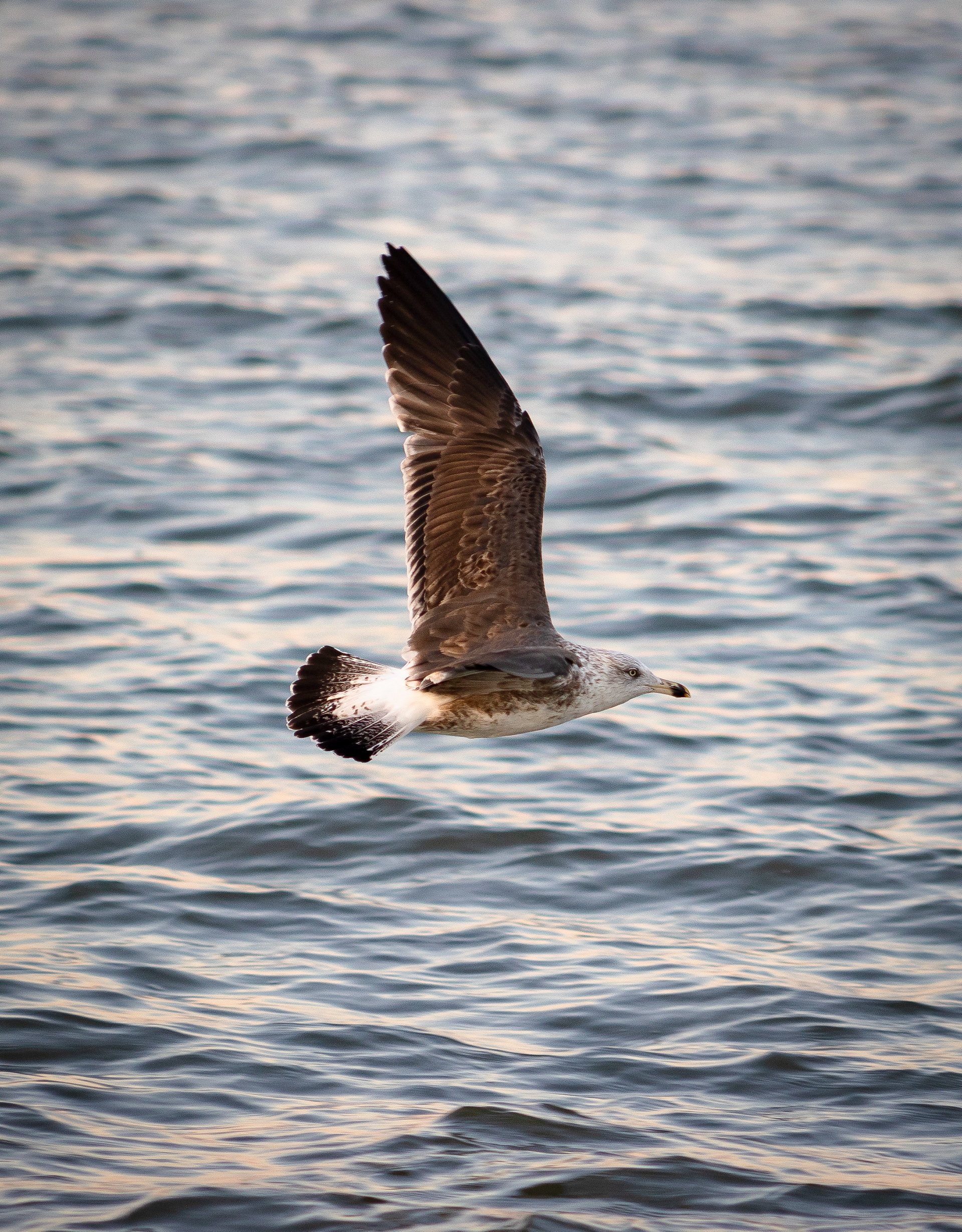 A seagull flies over Delaware Bay, Lewes, Delaware