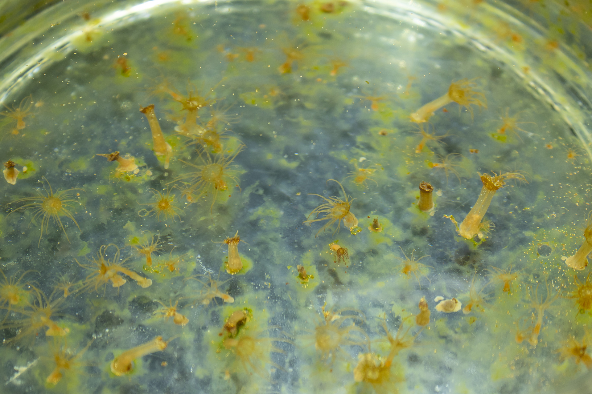 Marine science undergraduate Liz works with anemones in Smith Lab at University of Delaware's Lewes campus