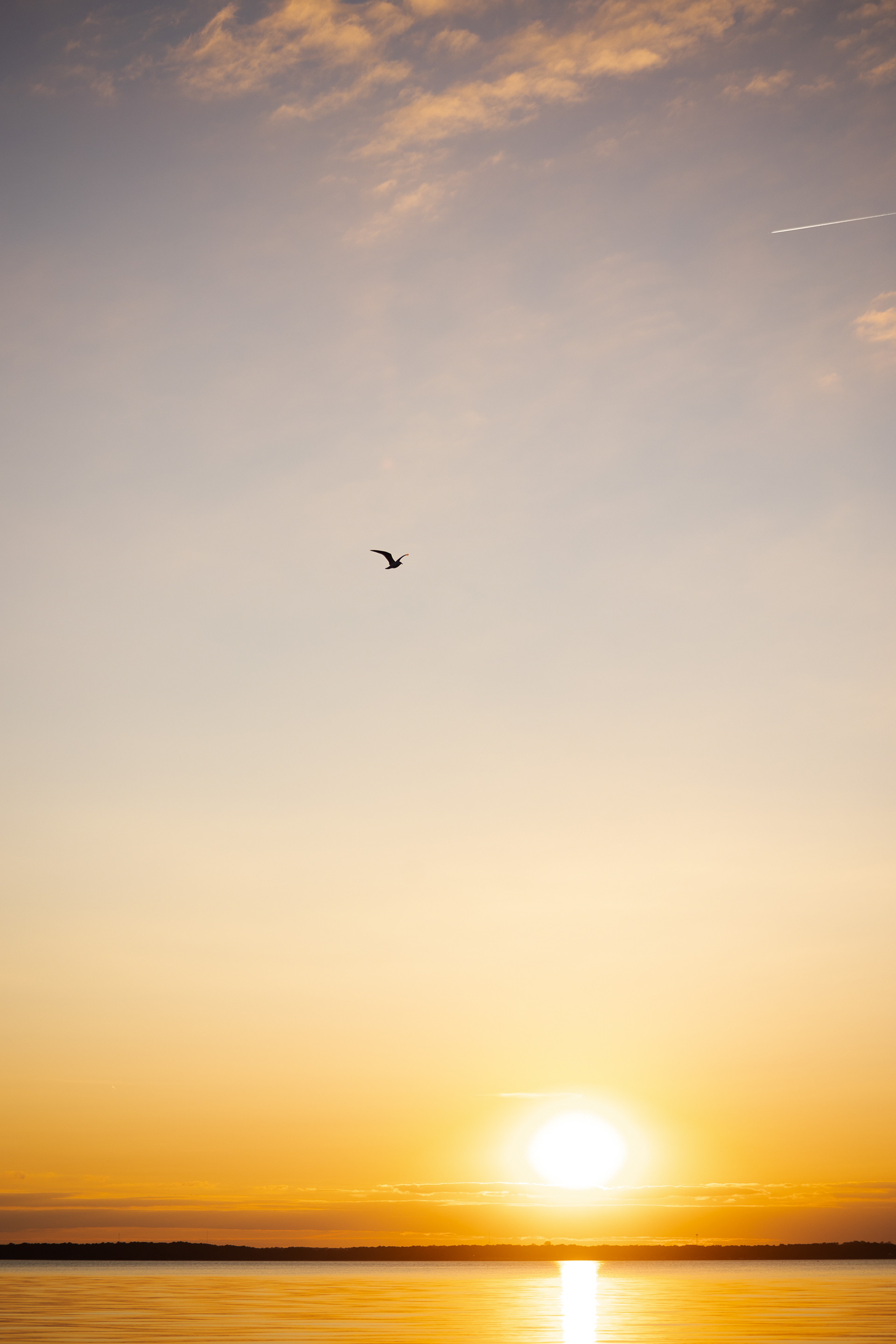 A seagull flies over Rehoboth Bay
