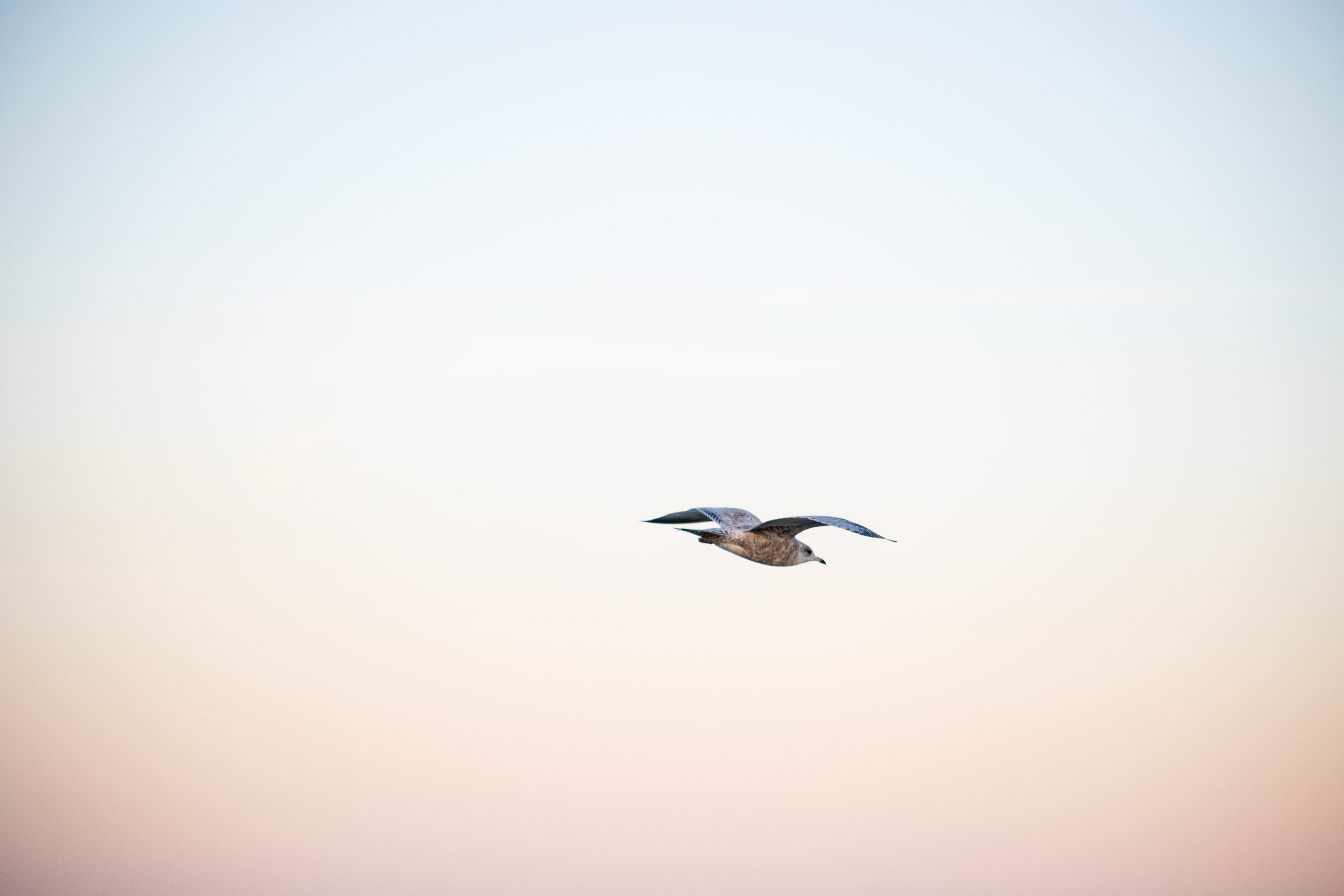 A seagull flies over Delaware Bay, Lewes, Delaware