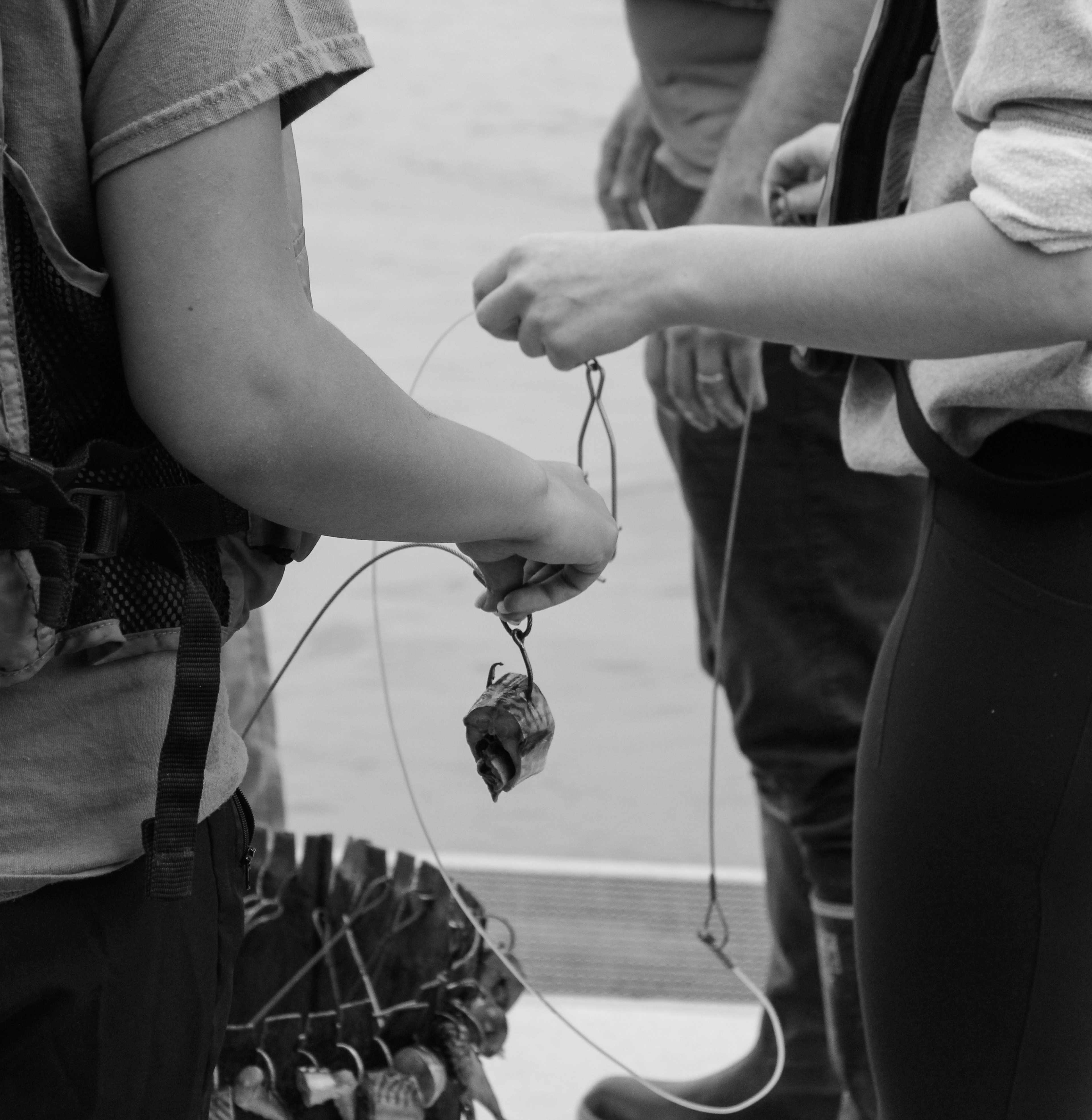 Longline Fishing for Apex Predators