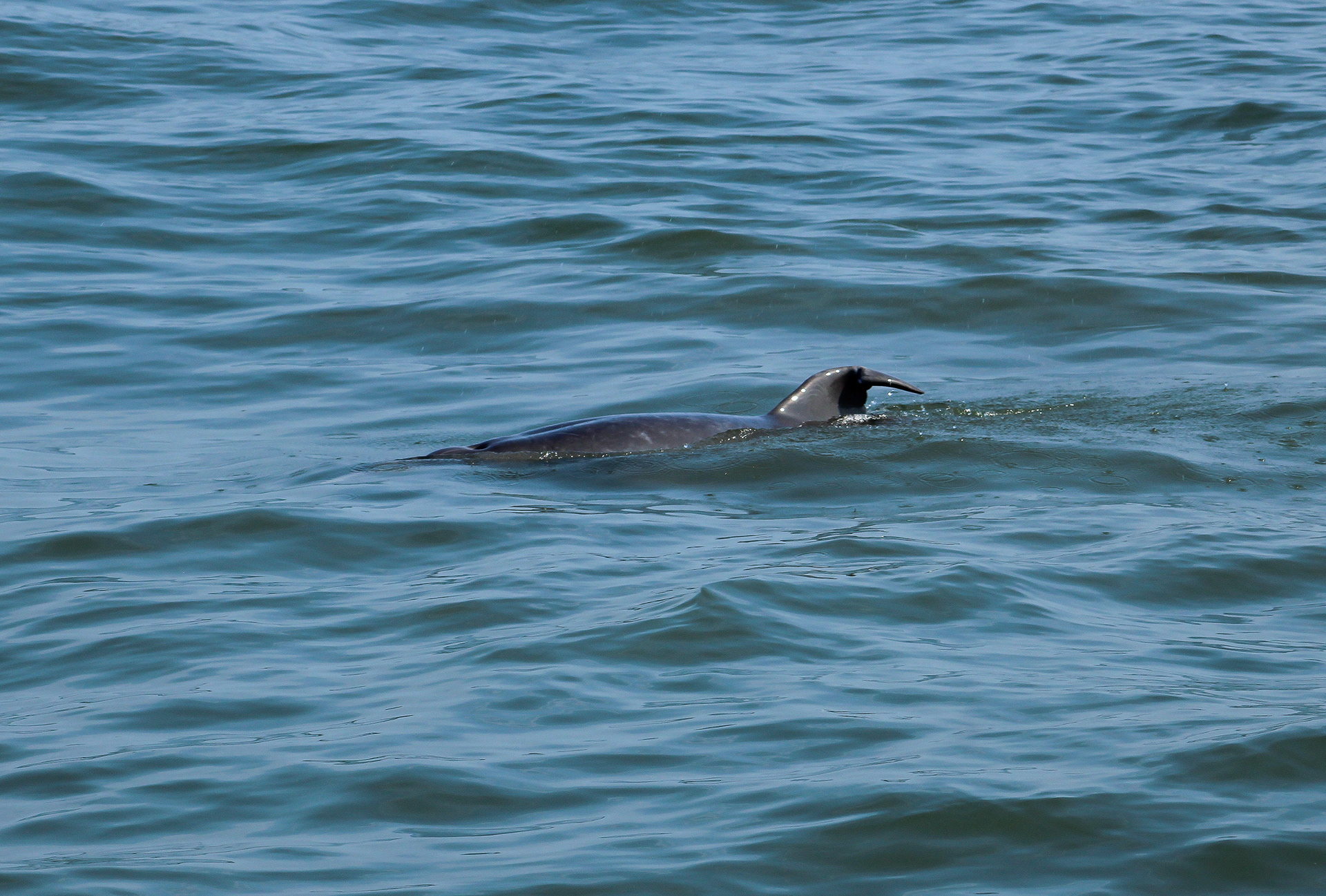 Bottlenose Dolphins offshore of Lewes, Delaware, in the Atlantic Ocean