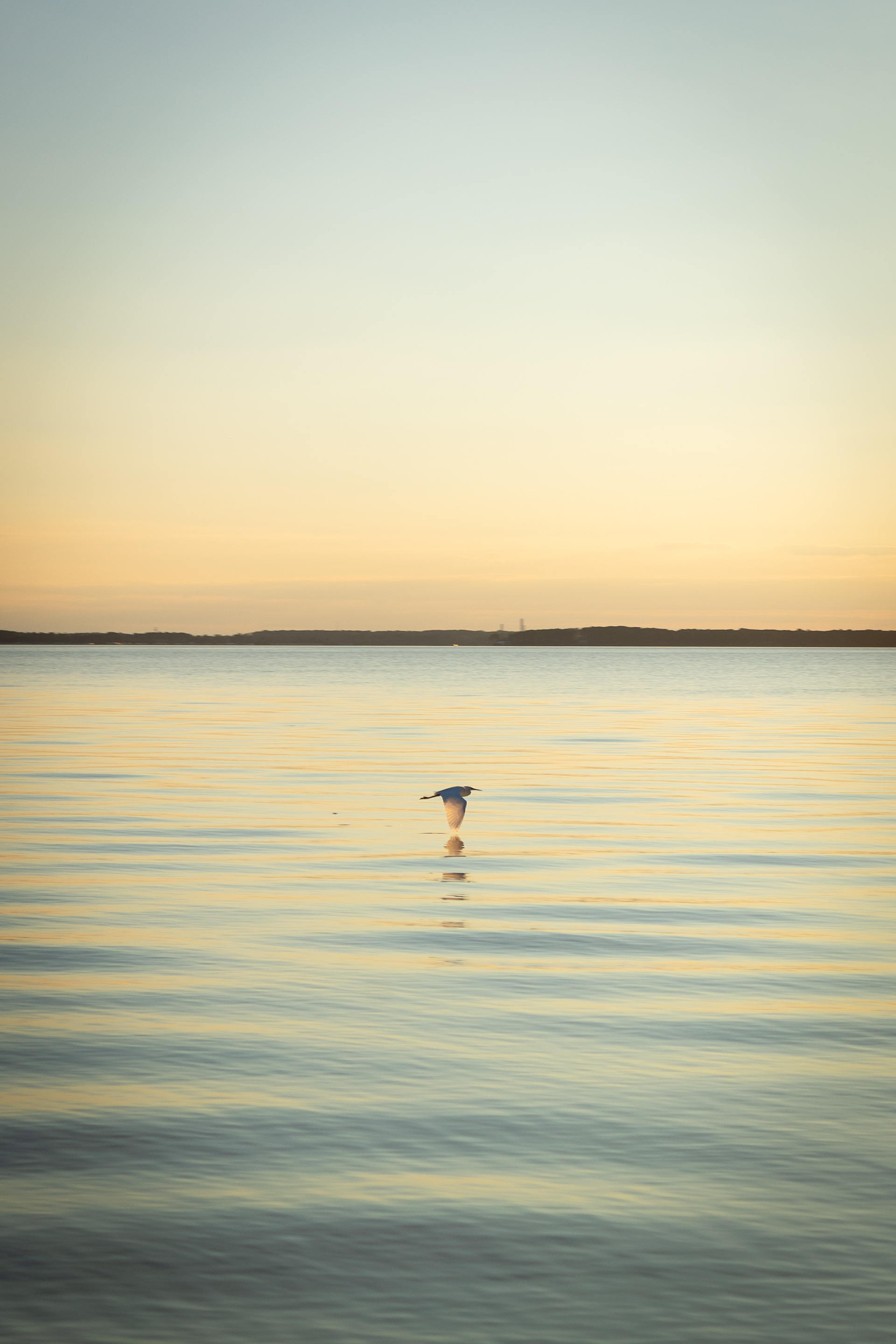 An egret flies over Rehoboth Bay