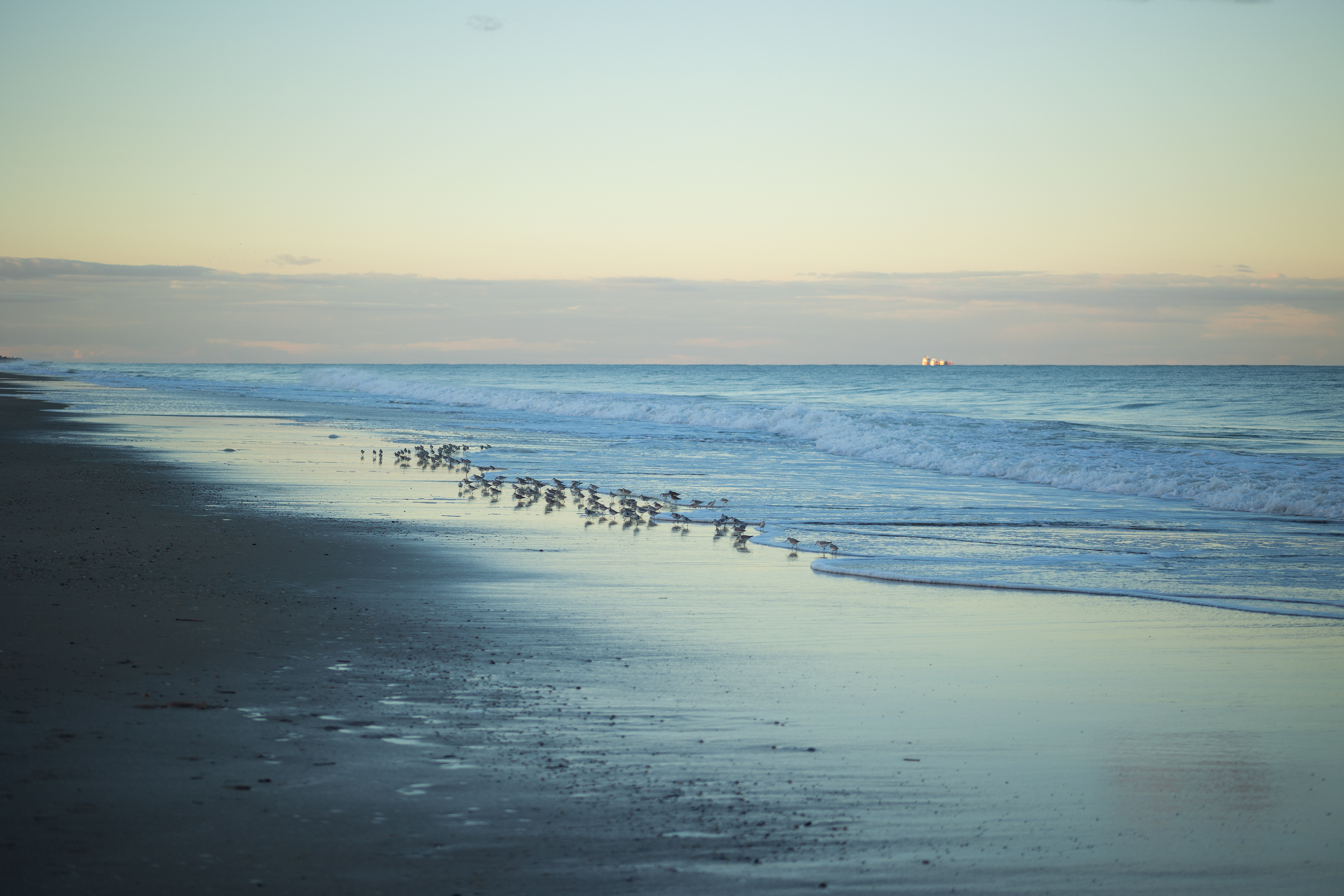 A flock of sandpipers takes flight