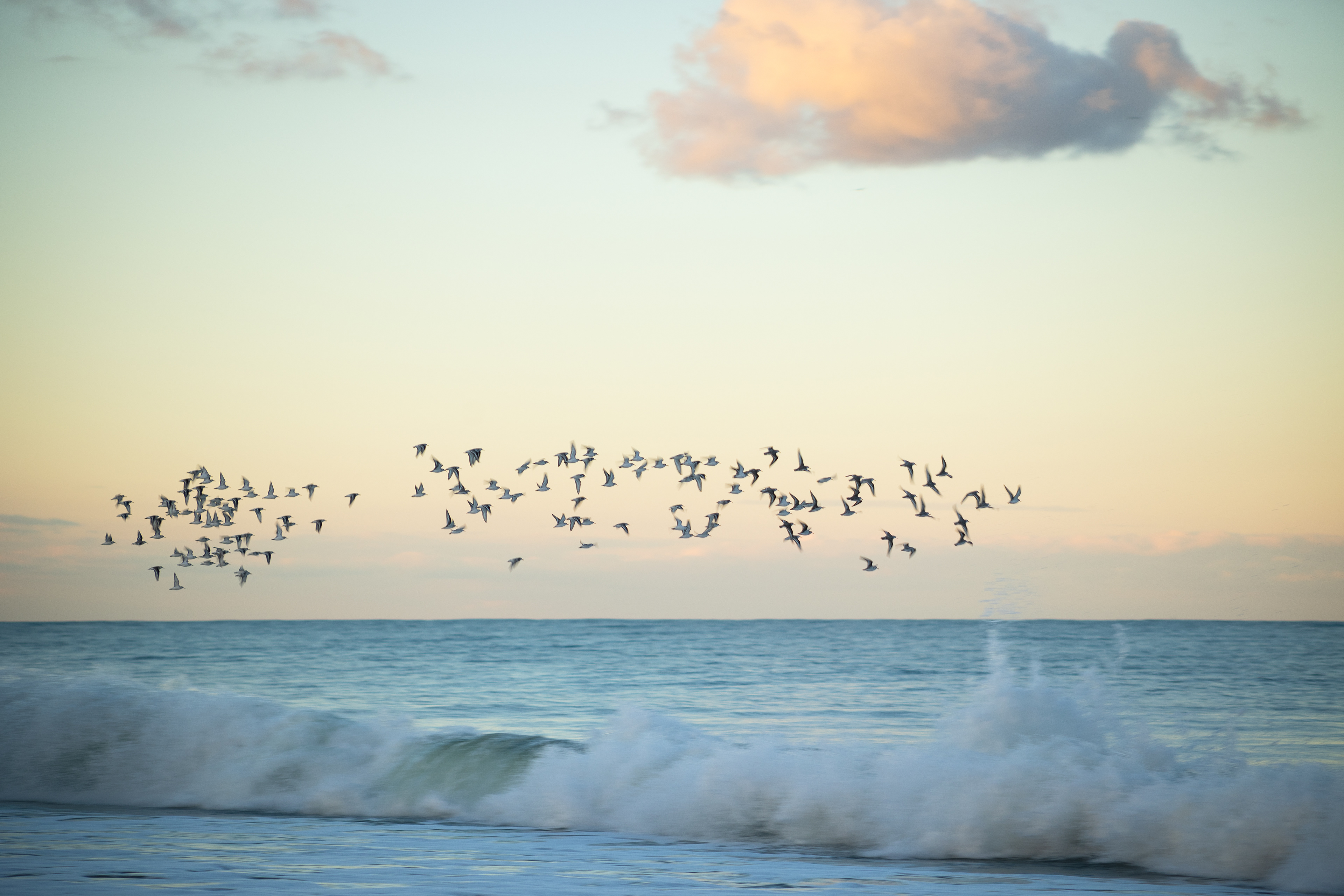 A flock of sandpipers takes flight