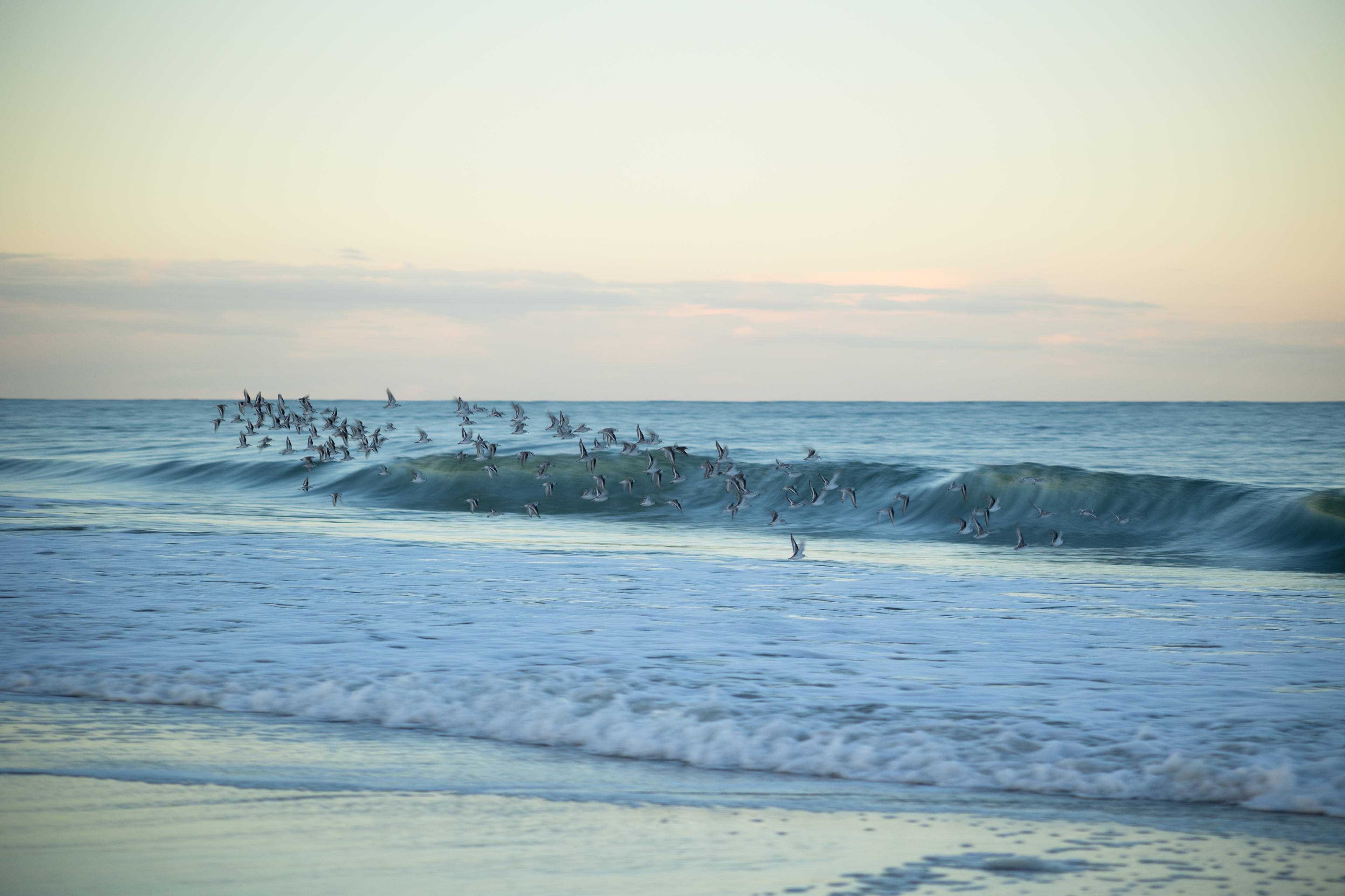 A flock of sandpipers takes flight