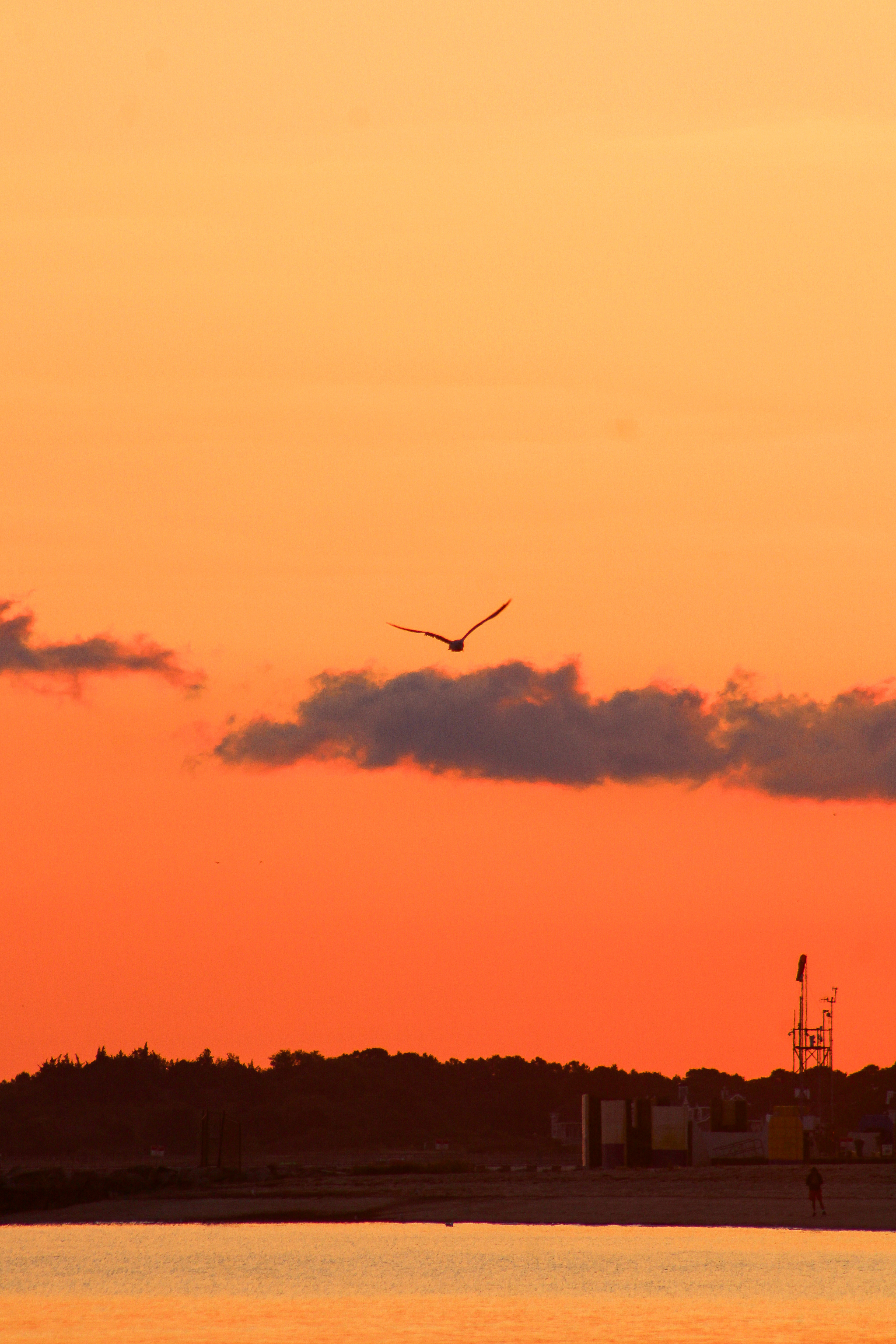 Seagull flying into the sunset, Lewes, Delaware