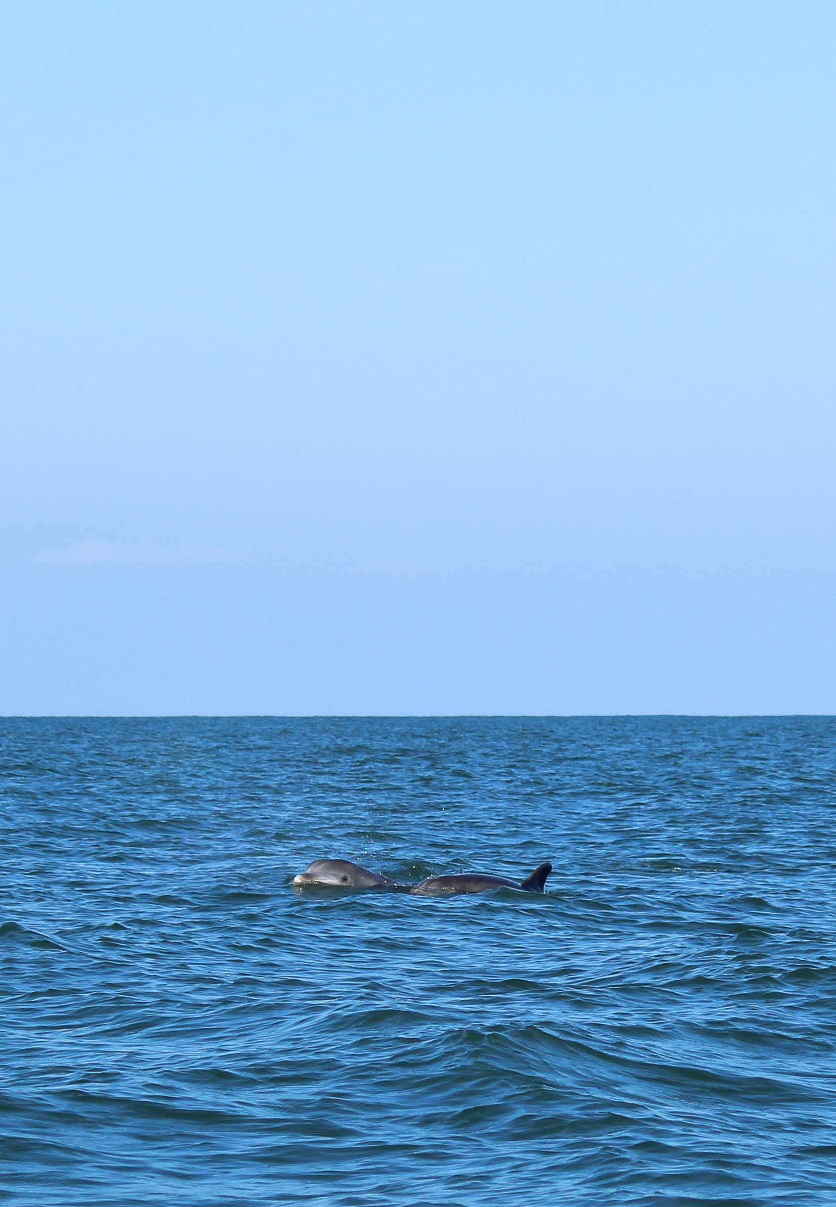 Bottlenose Dolphins offshore of Lewes, Delaware, in the Atlantic Ocean