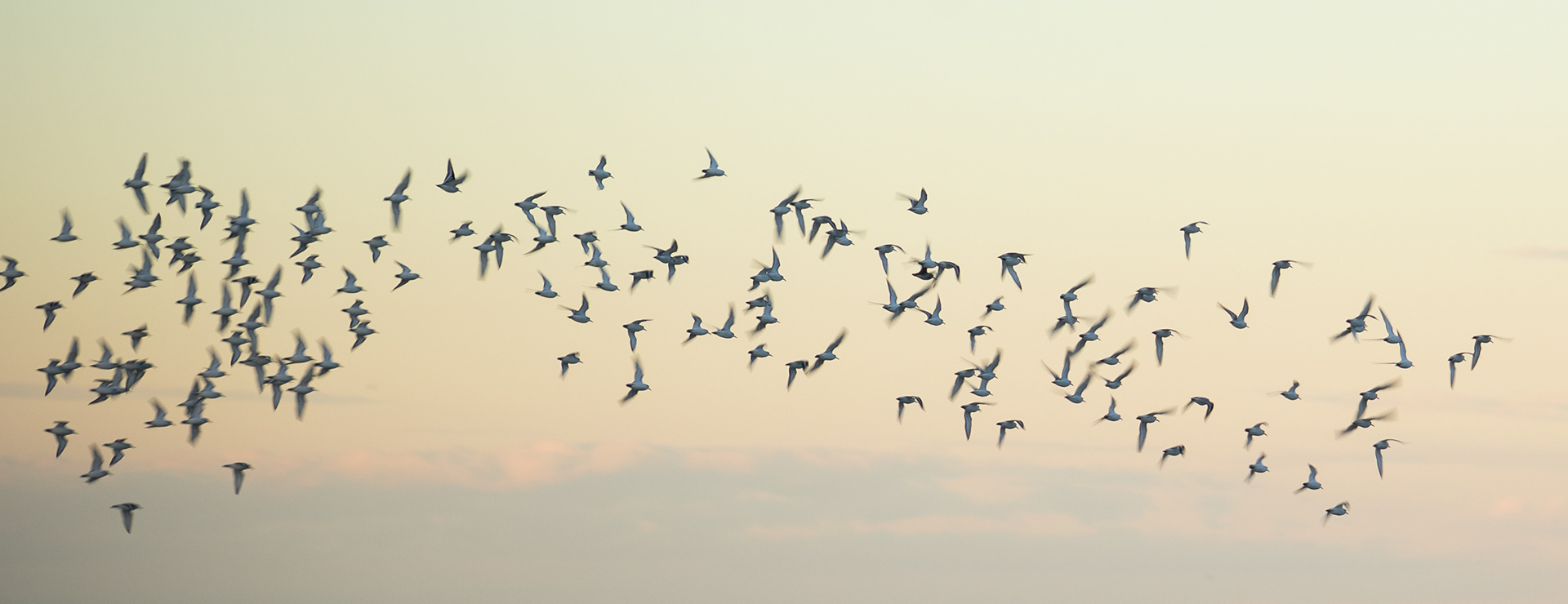 A flock of sandpipers takes flight