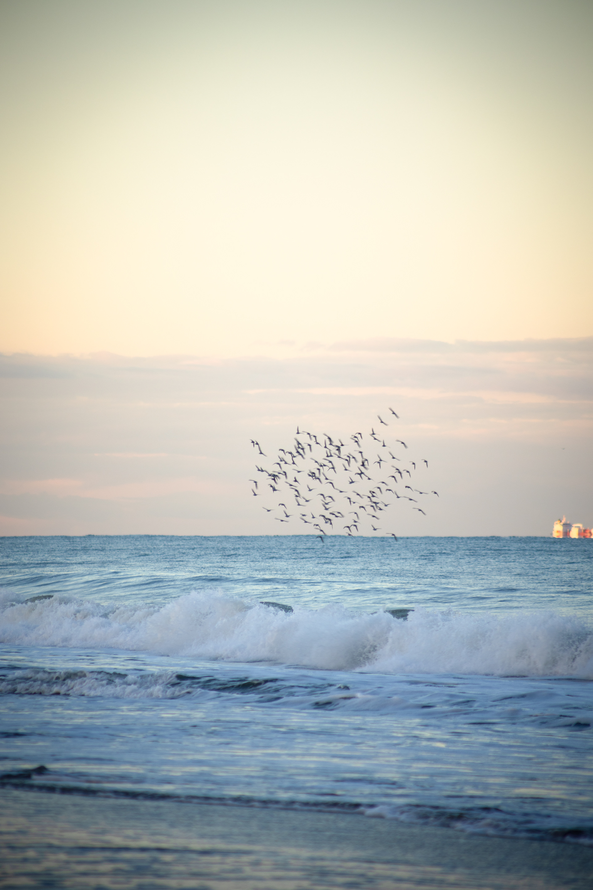 A flock of sandpipers takes flight