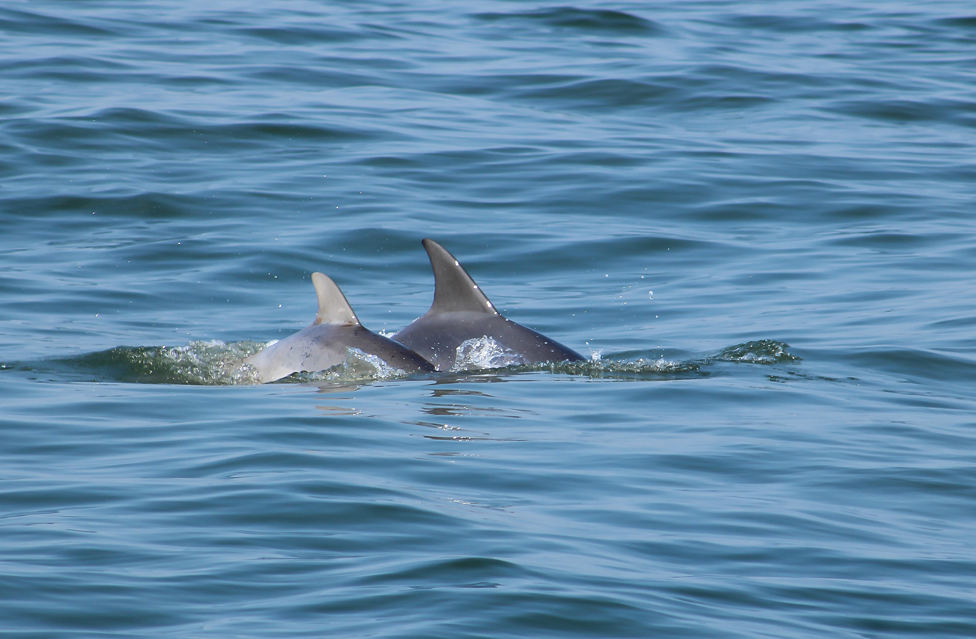 Bottlenose Dolphins offshore of Lewes, Delaware, in the Atlantic Ocean