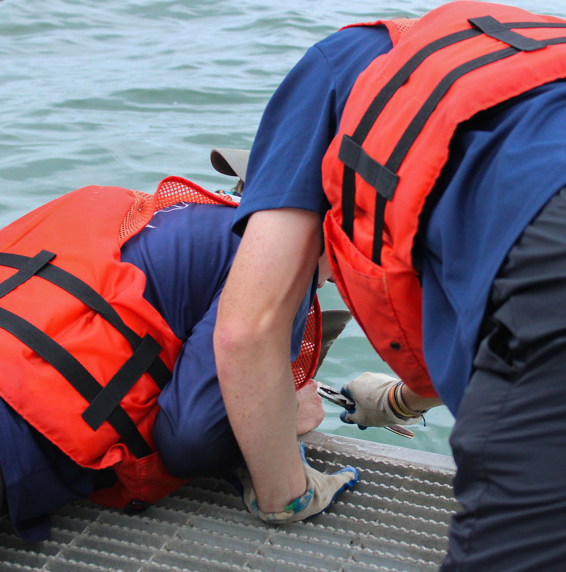 Longline Fishing for Apex Predators