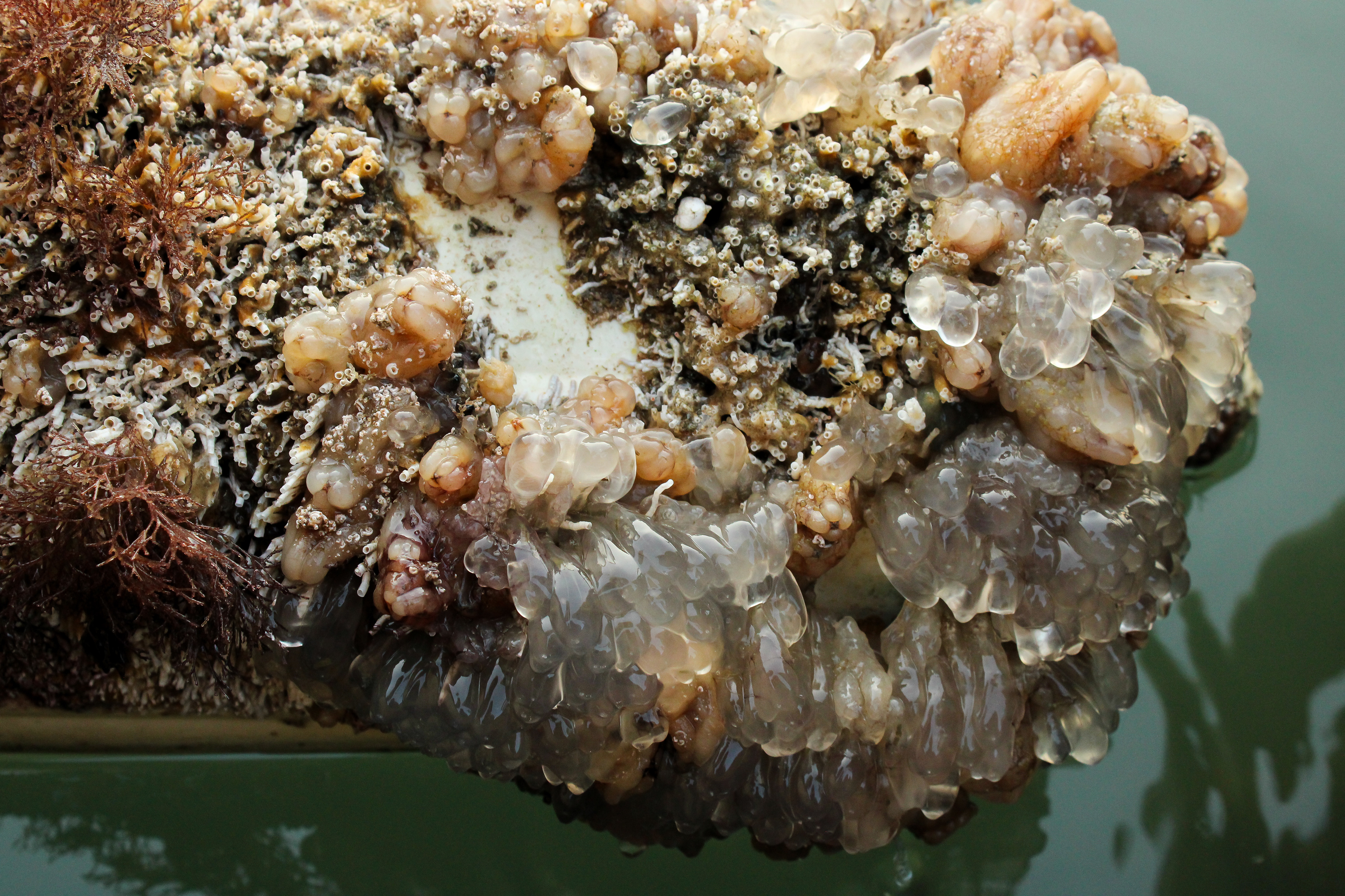 Sea Squirts on a buoy