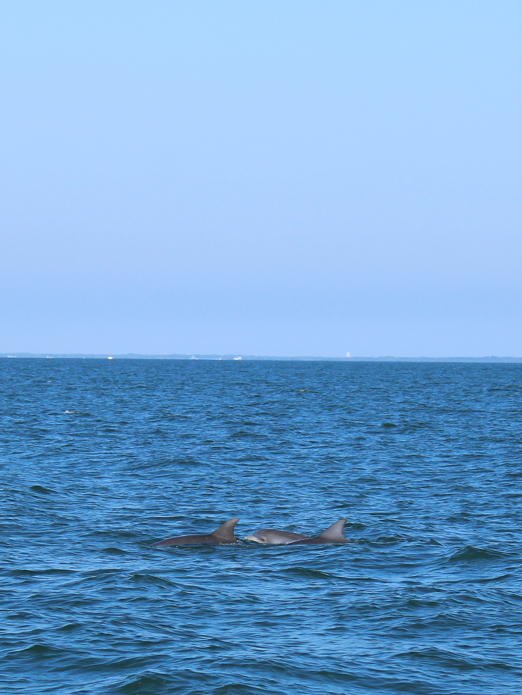 Bottlenose Dolphins offshore of Lewes, Delaware, in the Atlantic Ocean