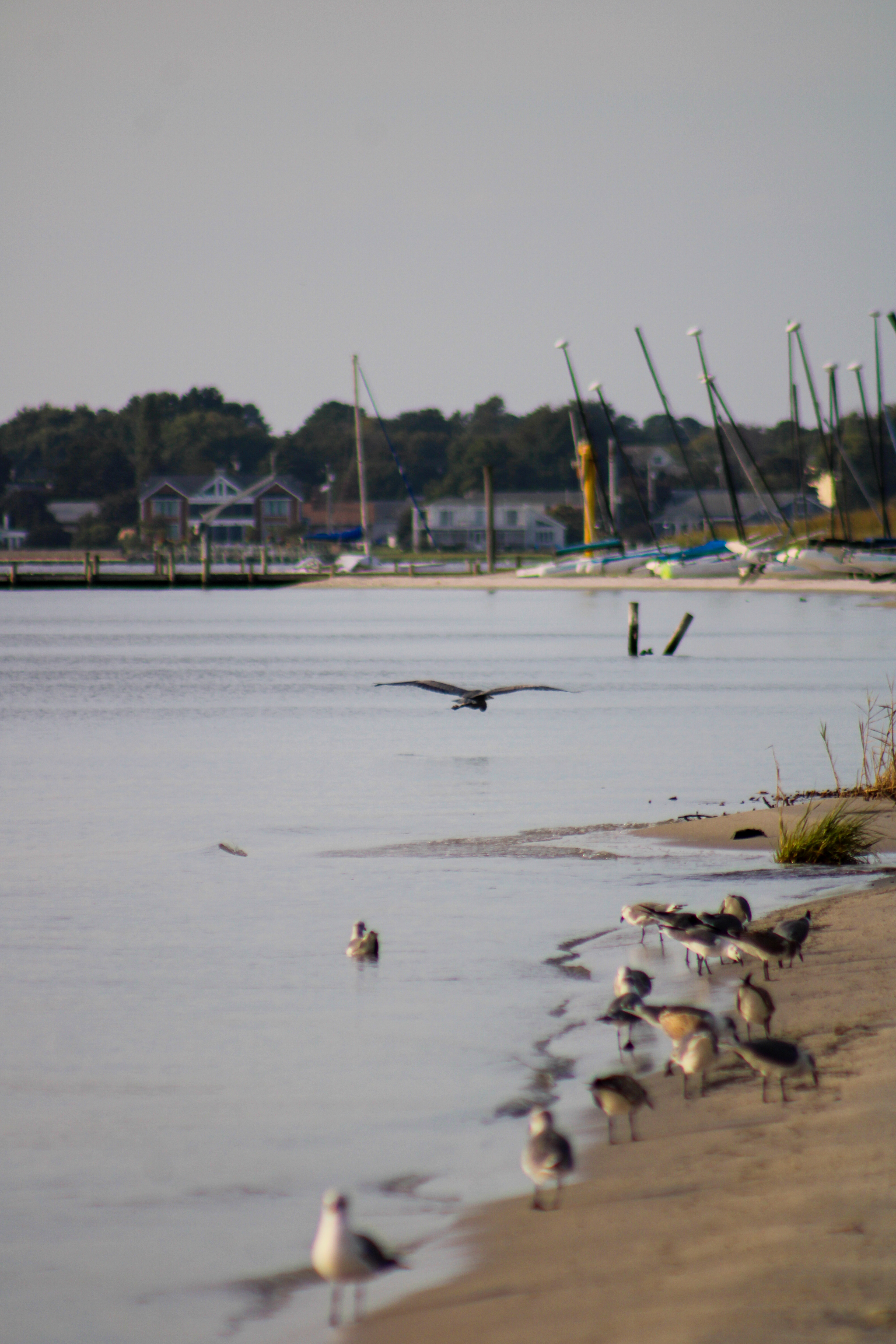 Heron in flight, Dewey Beach, Delaware