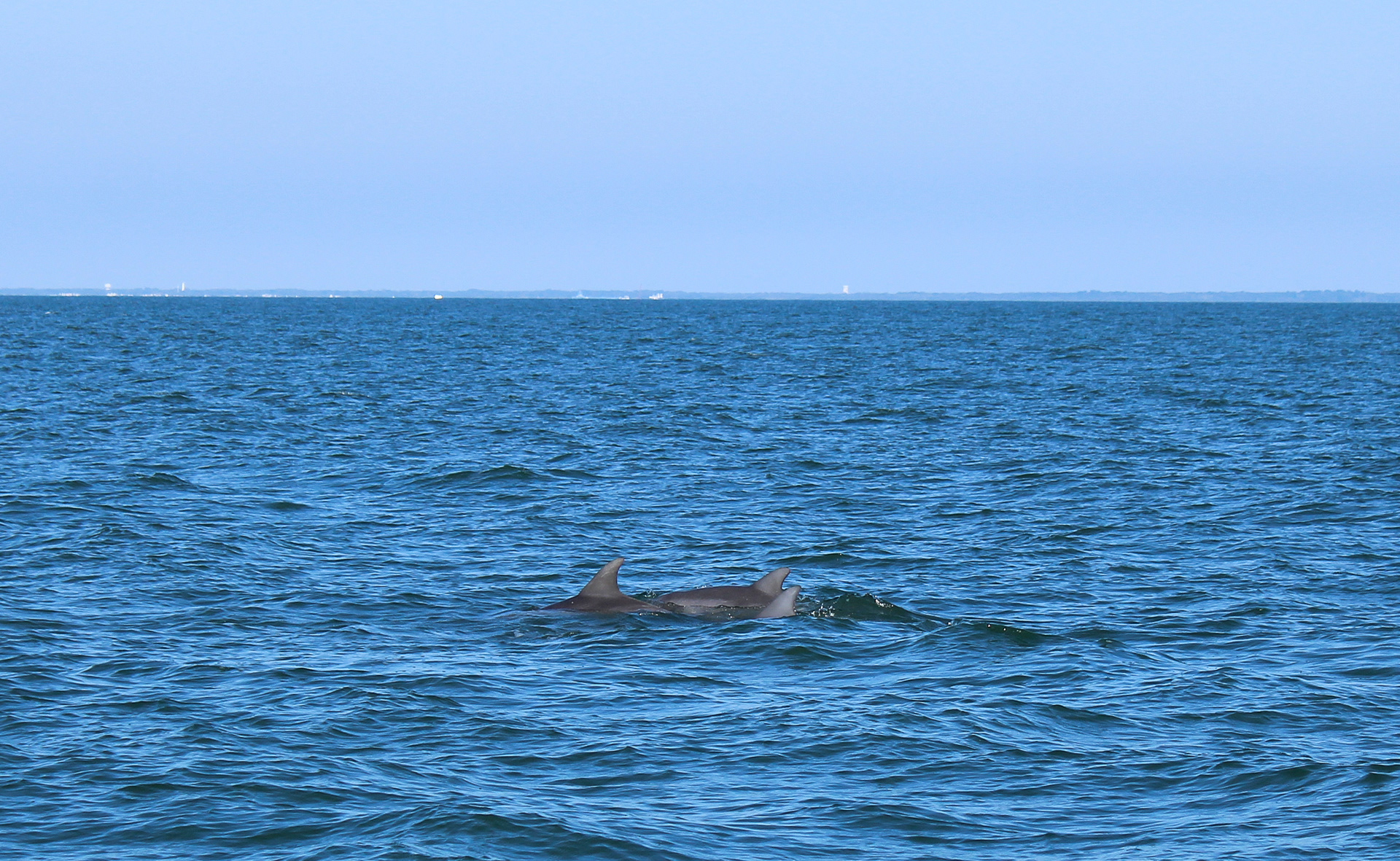 Bottlenose Dolphins offshore of Lewes, Delaware, in the Atlantic Ocean