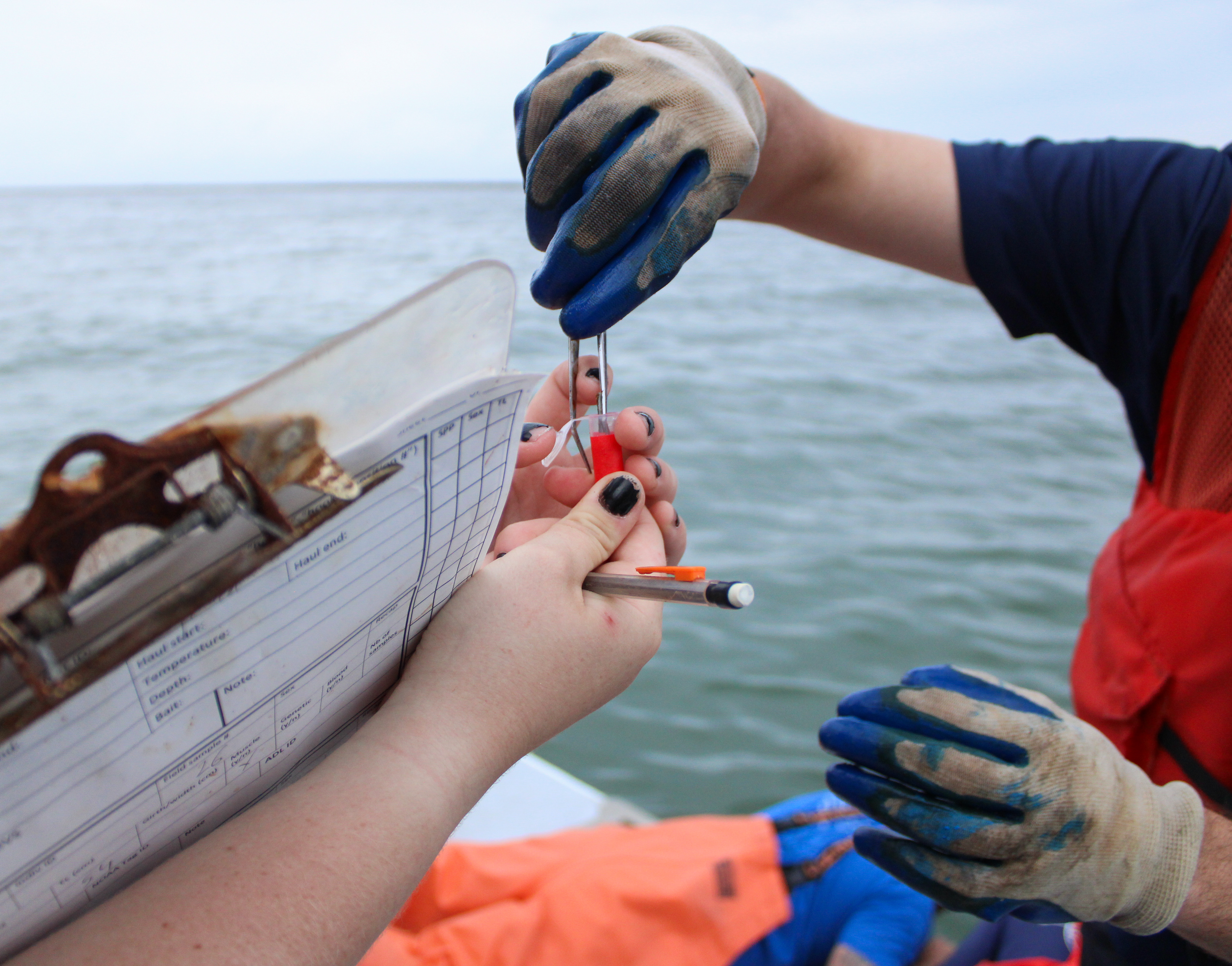 Longline Fishing for Apex Predators