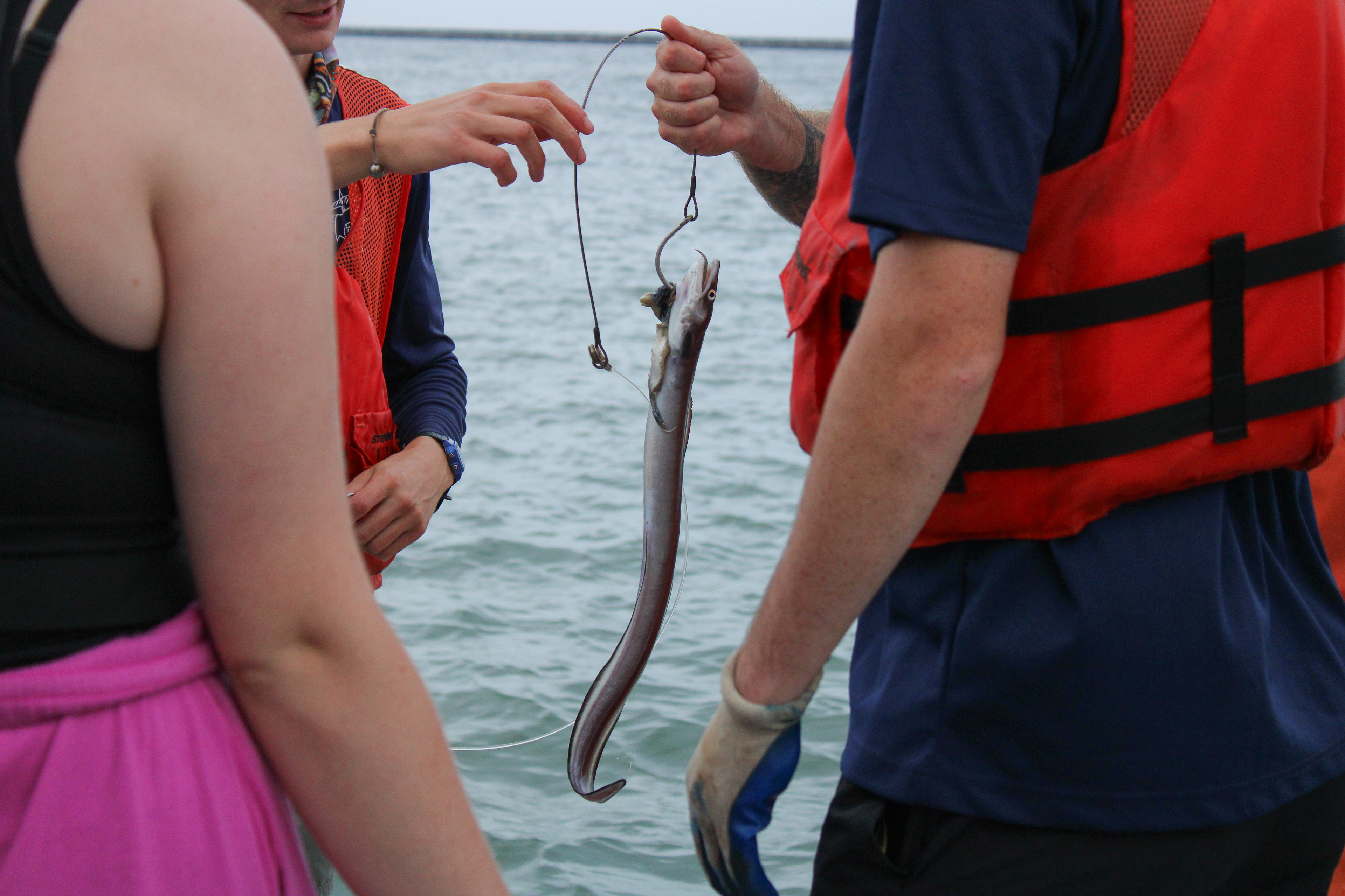 Longline Fishing for Apex Predators
