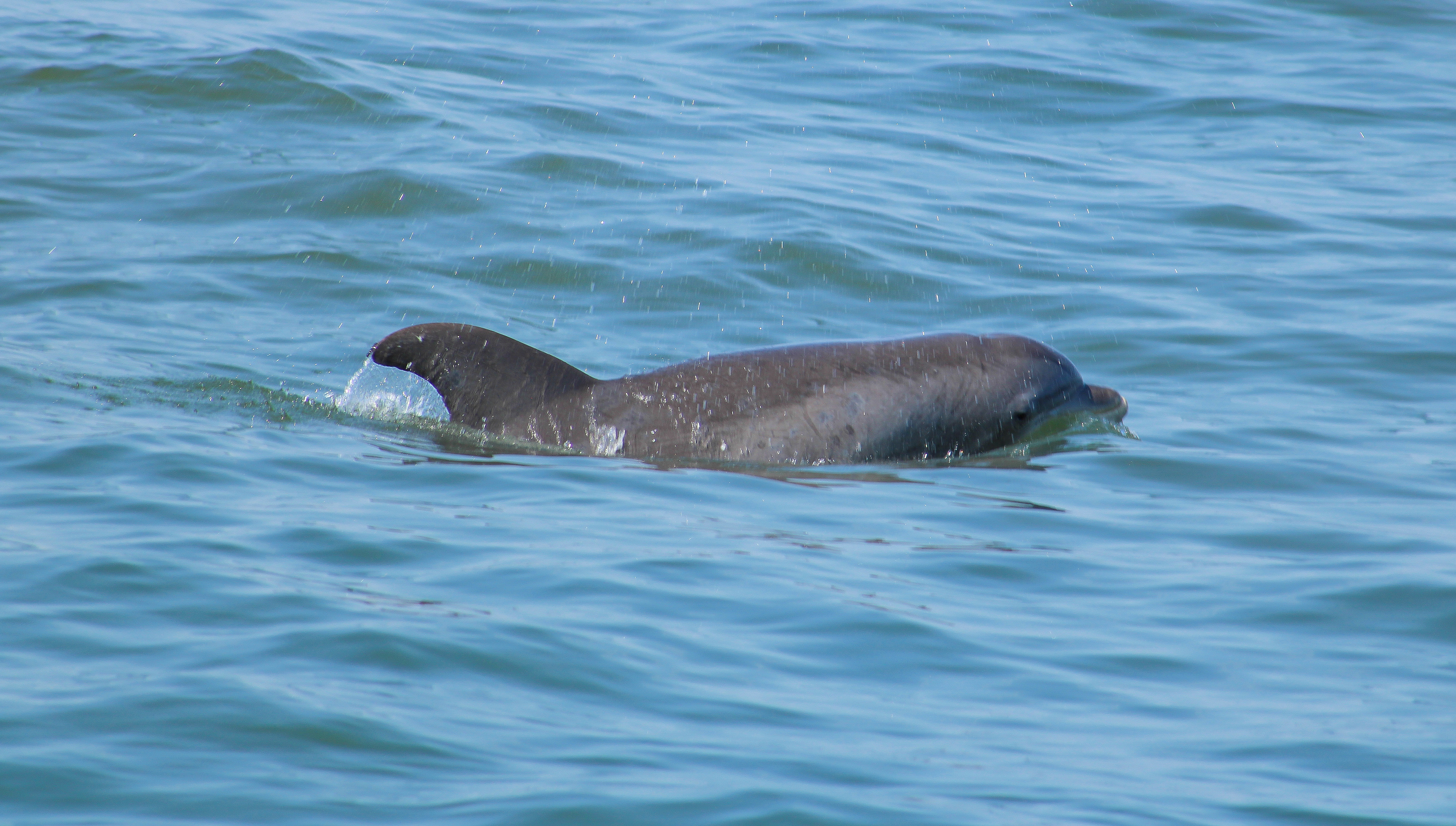 Bottlenose Dolphins offshore of Lewes, Delaware, in the Atlantic Ocean