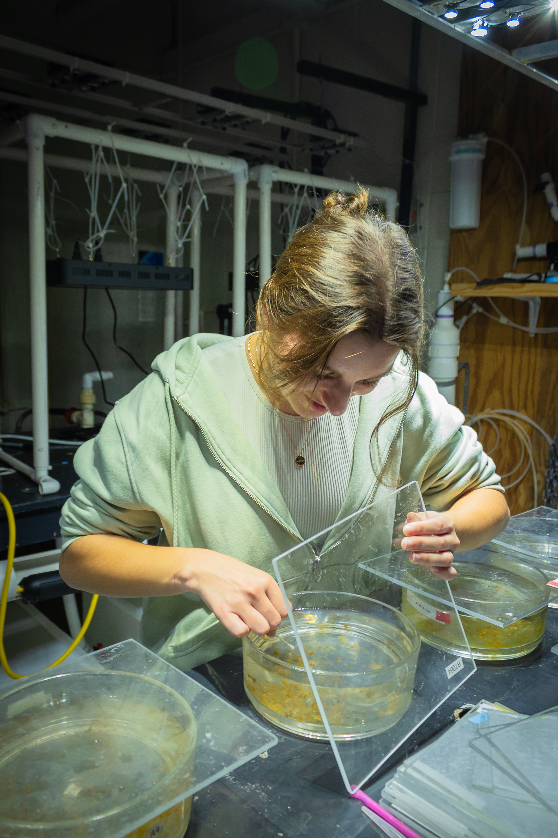 Marine science undergraduate Liz works with anemones in Smith Lab at University of Delaware's Lewes campus