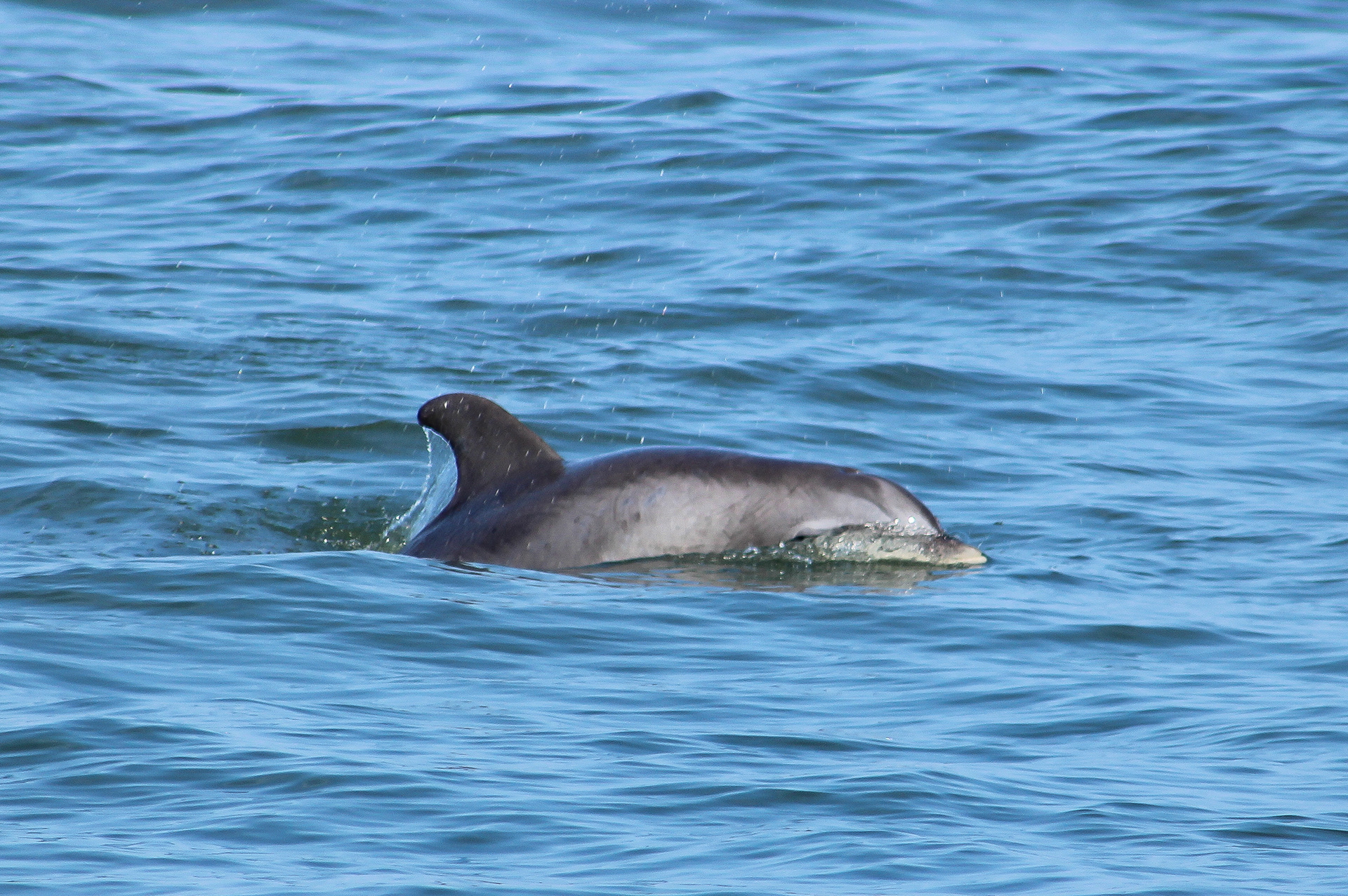 Bottlenose Dolphins offshore of Lewes, Delaware, in the Atlantic Ocean