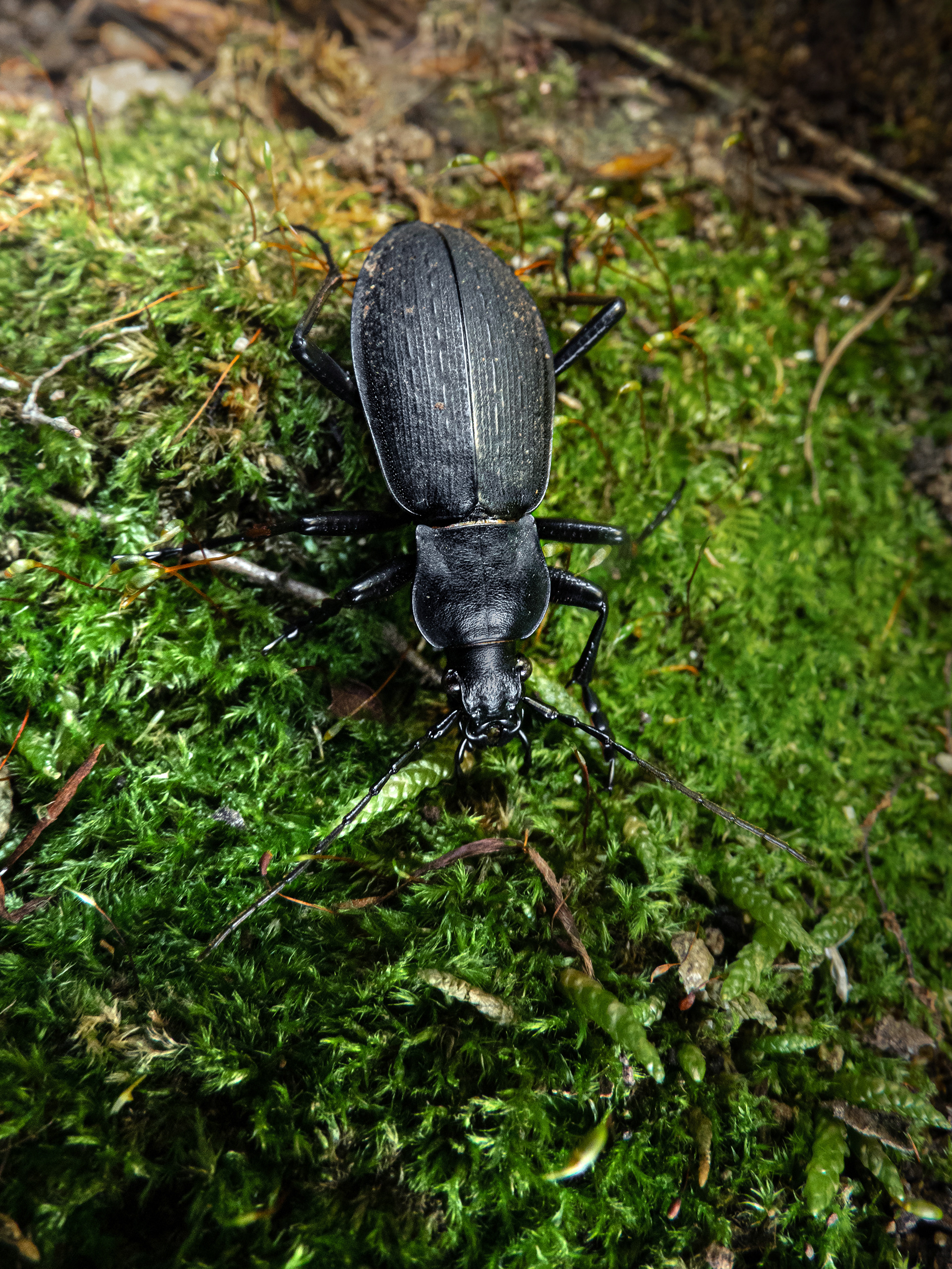 イシカリクロナガオサムシ
