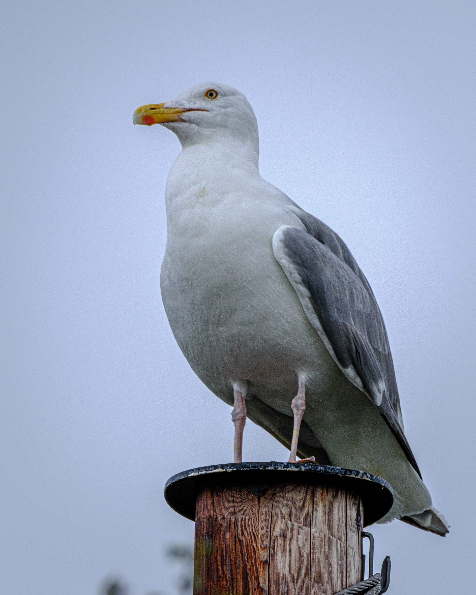 Gråmåke