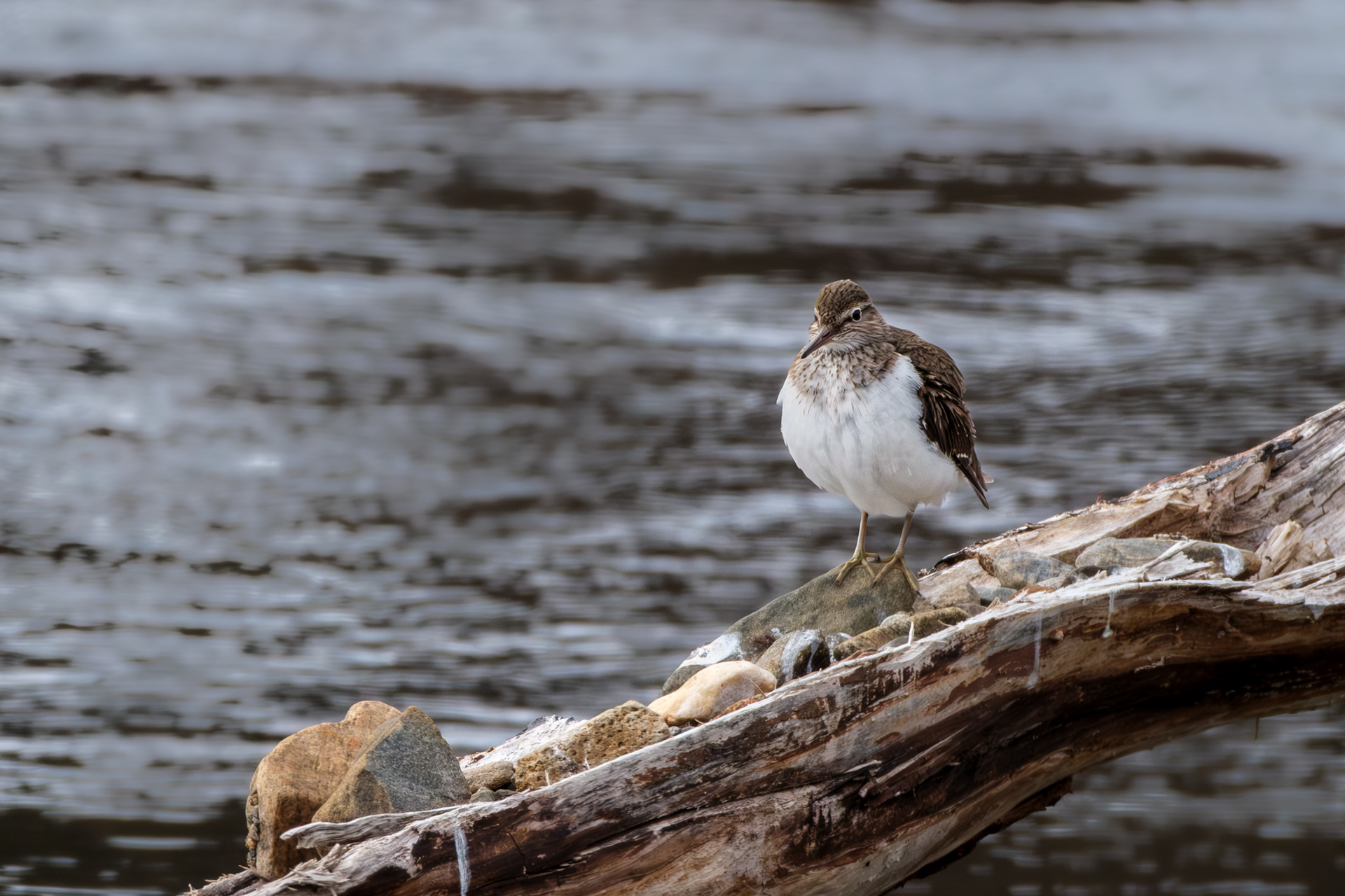 Strandsnipe
