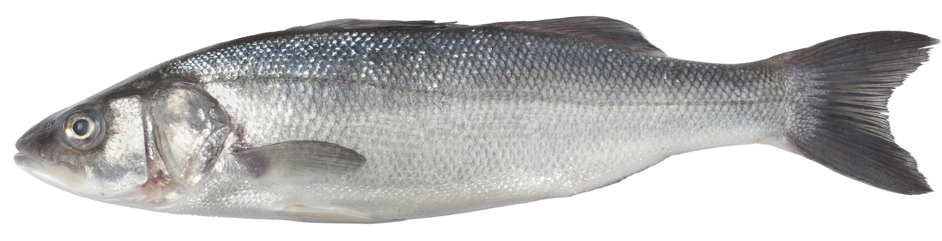 Sea bass found in English Channel