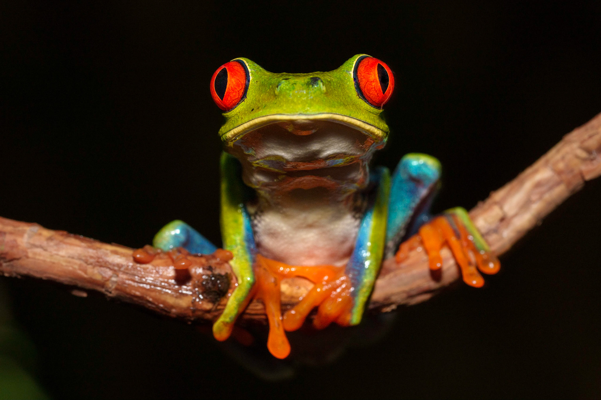 Red-eyed Tree Frog
