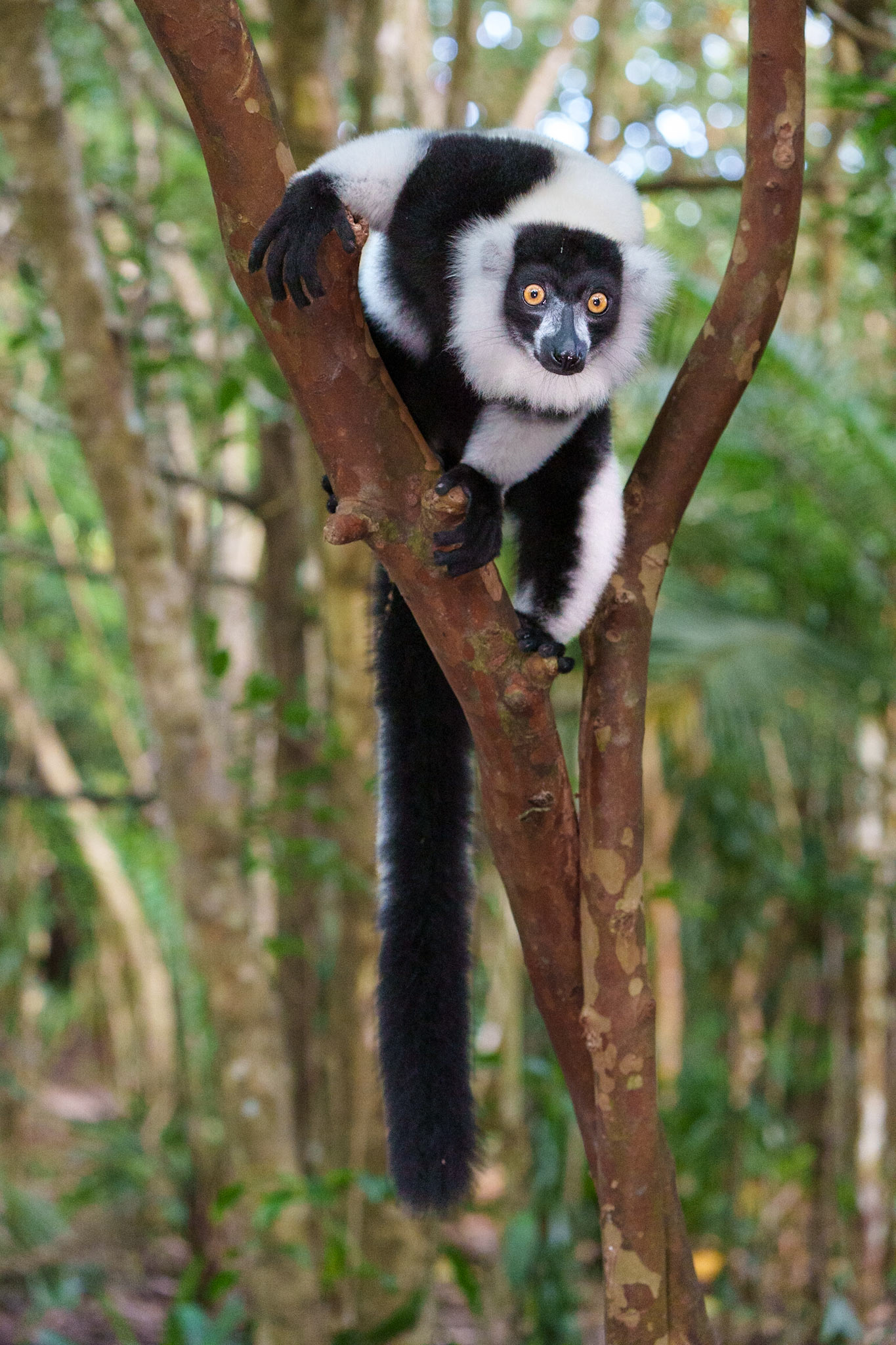 Black and White Ruffed Lemur