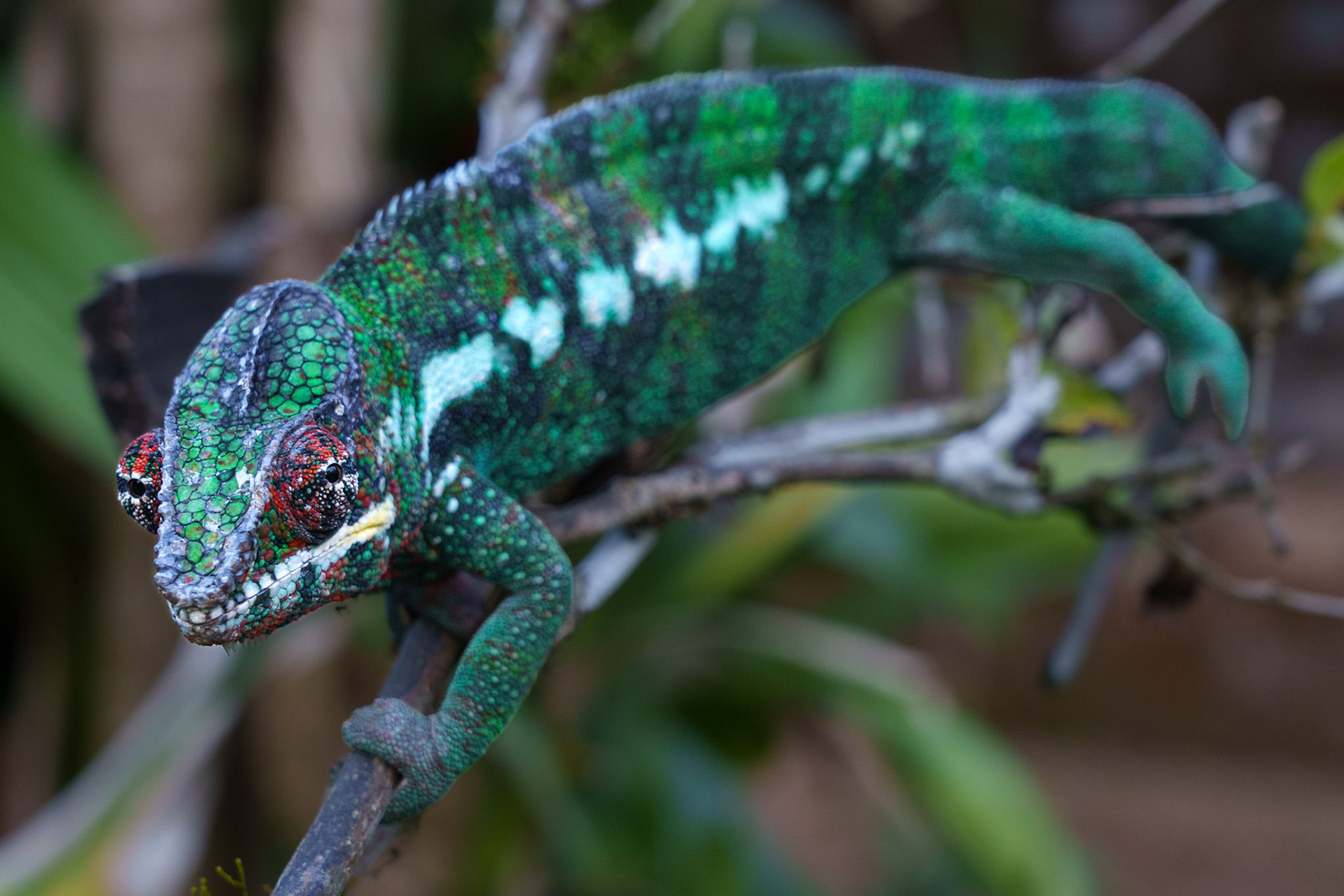 Parson's Chameleon