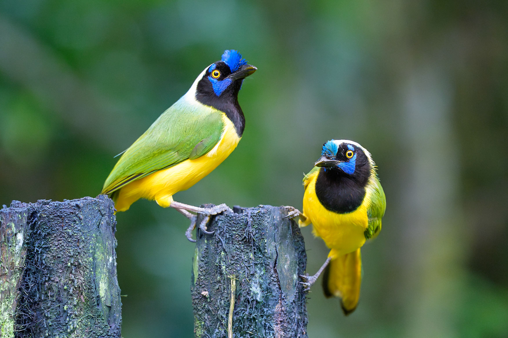 Inca Jay
