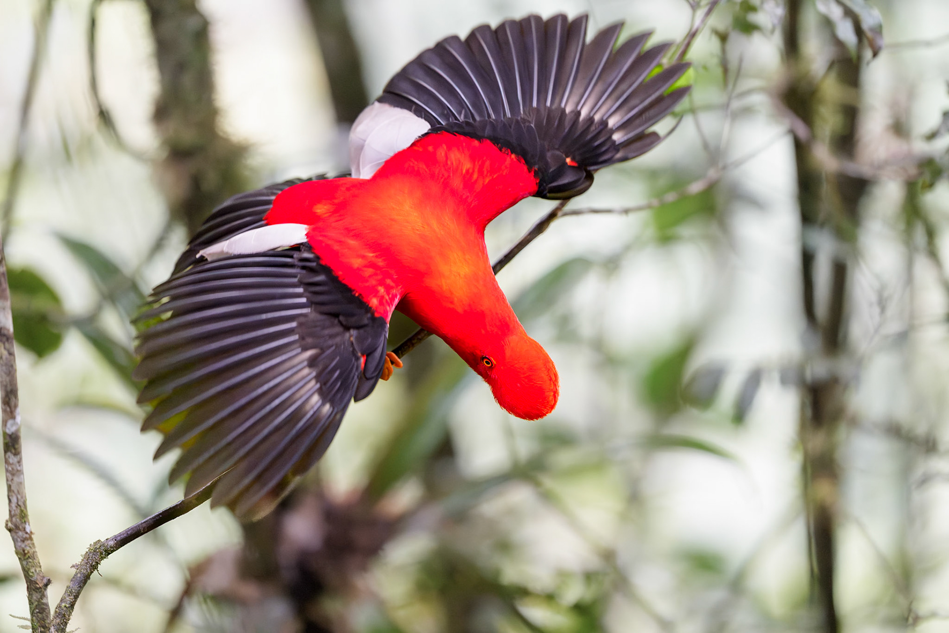 Andean Cock of the Rock