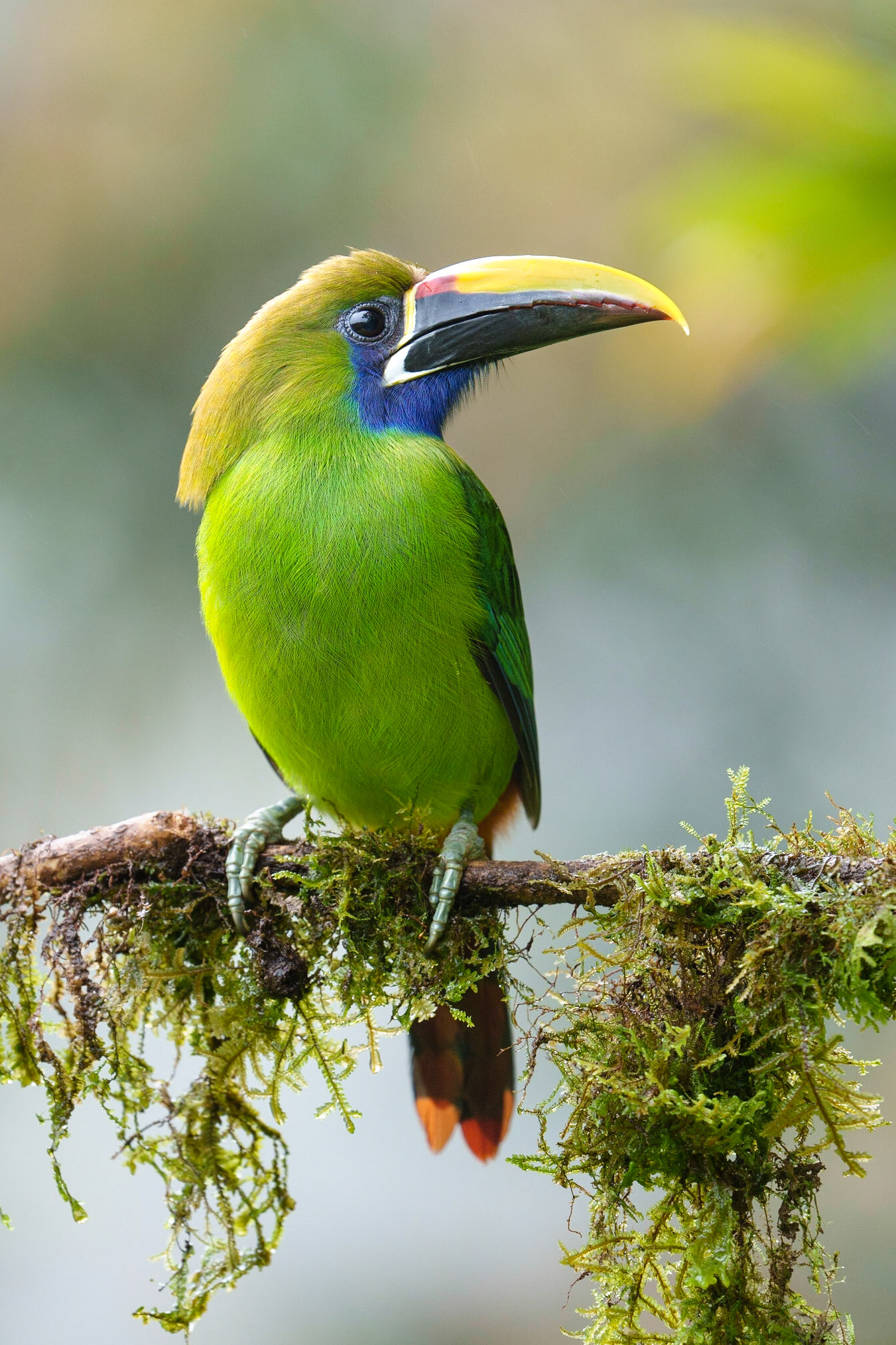 Emerald toucanet