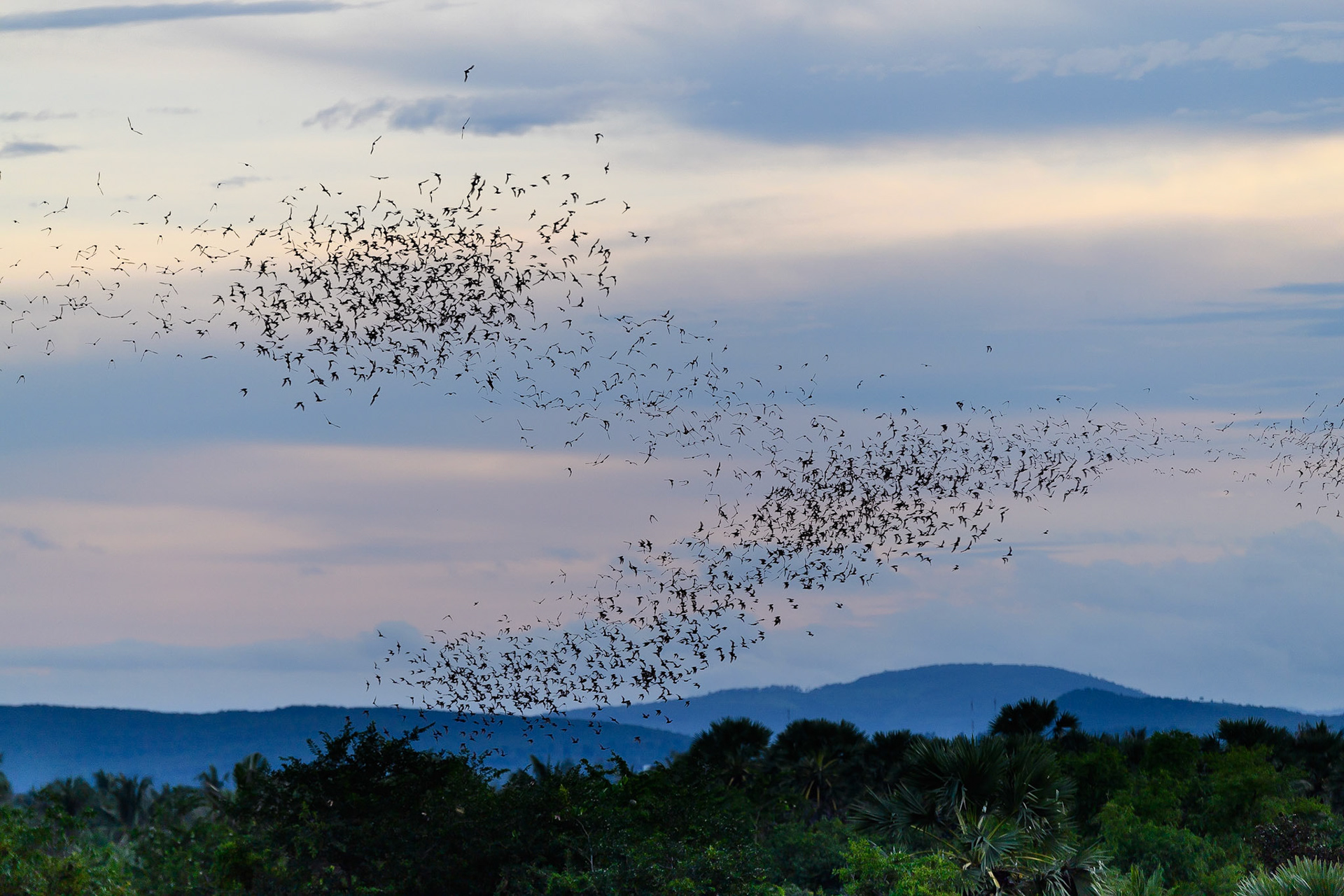 Flight at Dusk