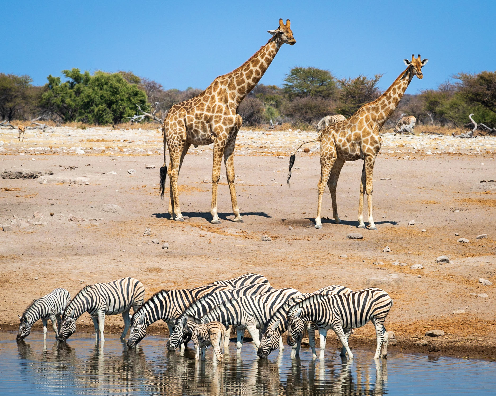 Giraffe and Zebra
