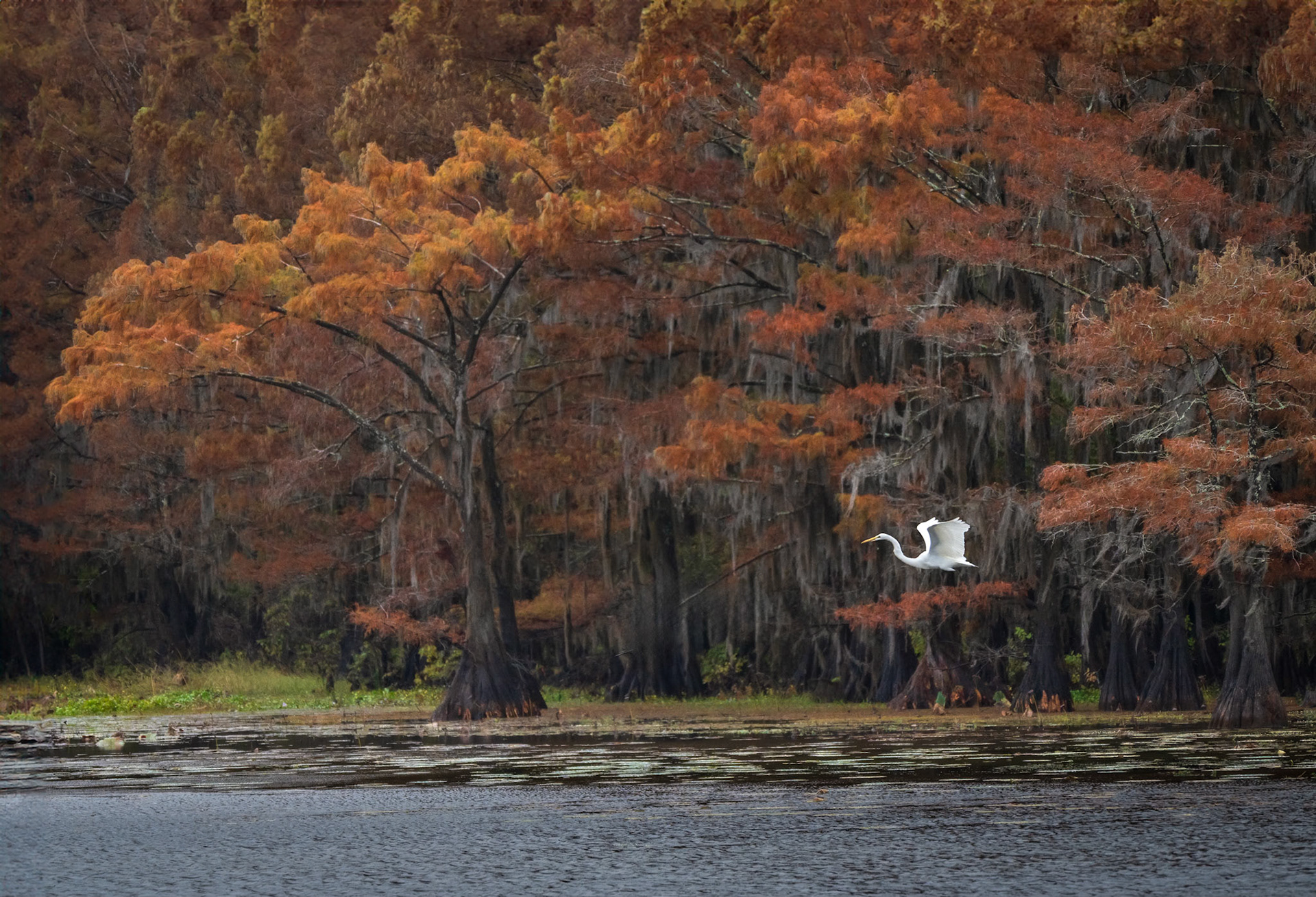 Autumn Flight