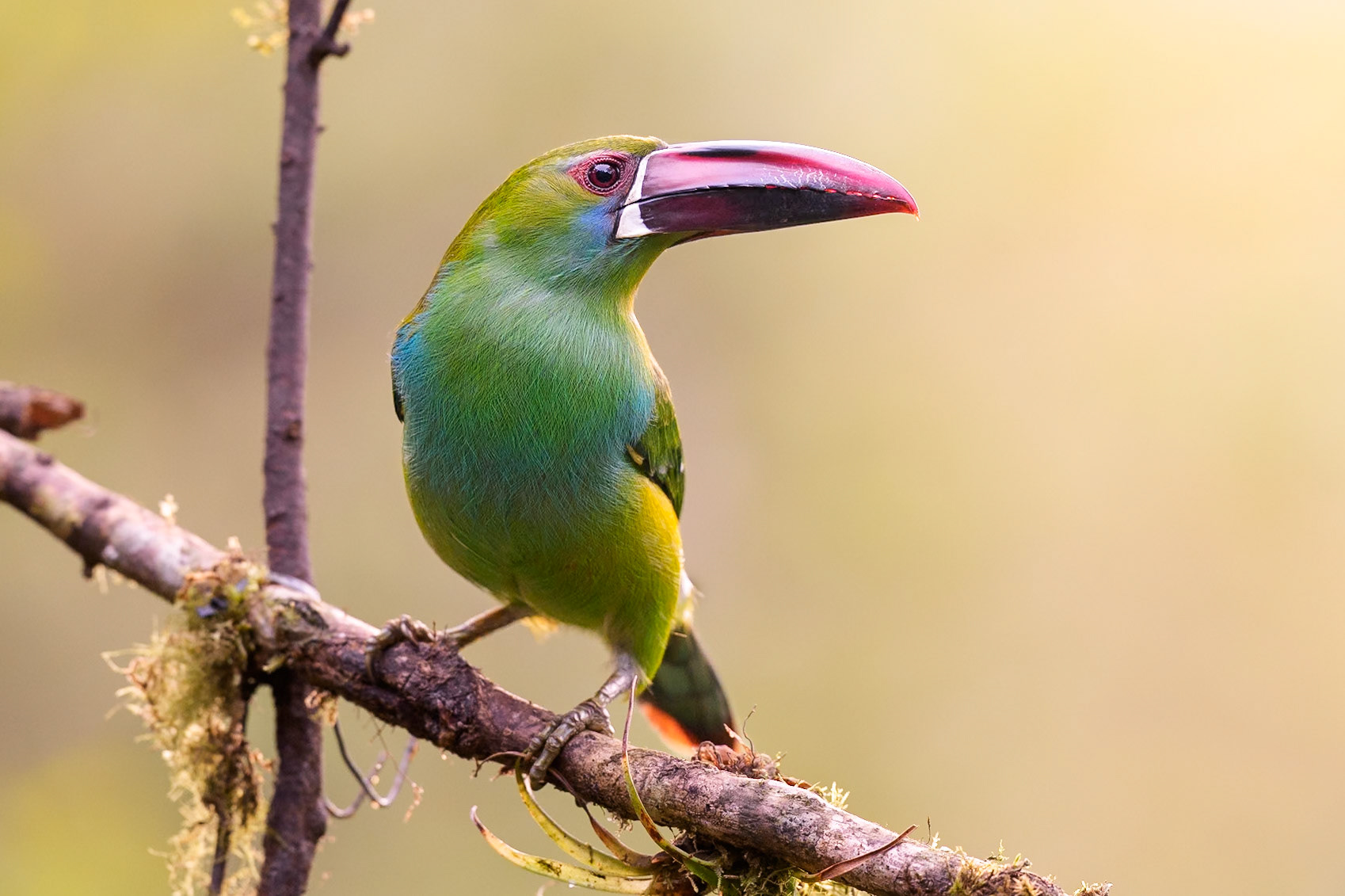 Crimson-rumped toucanet