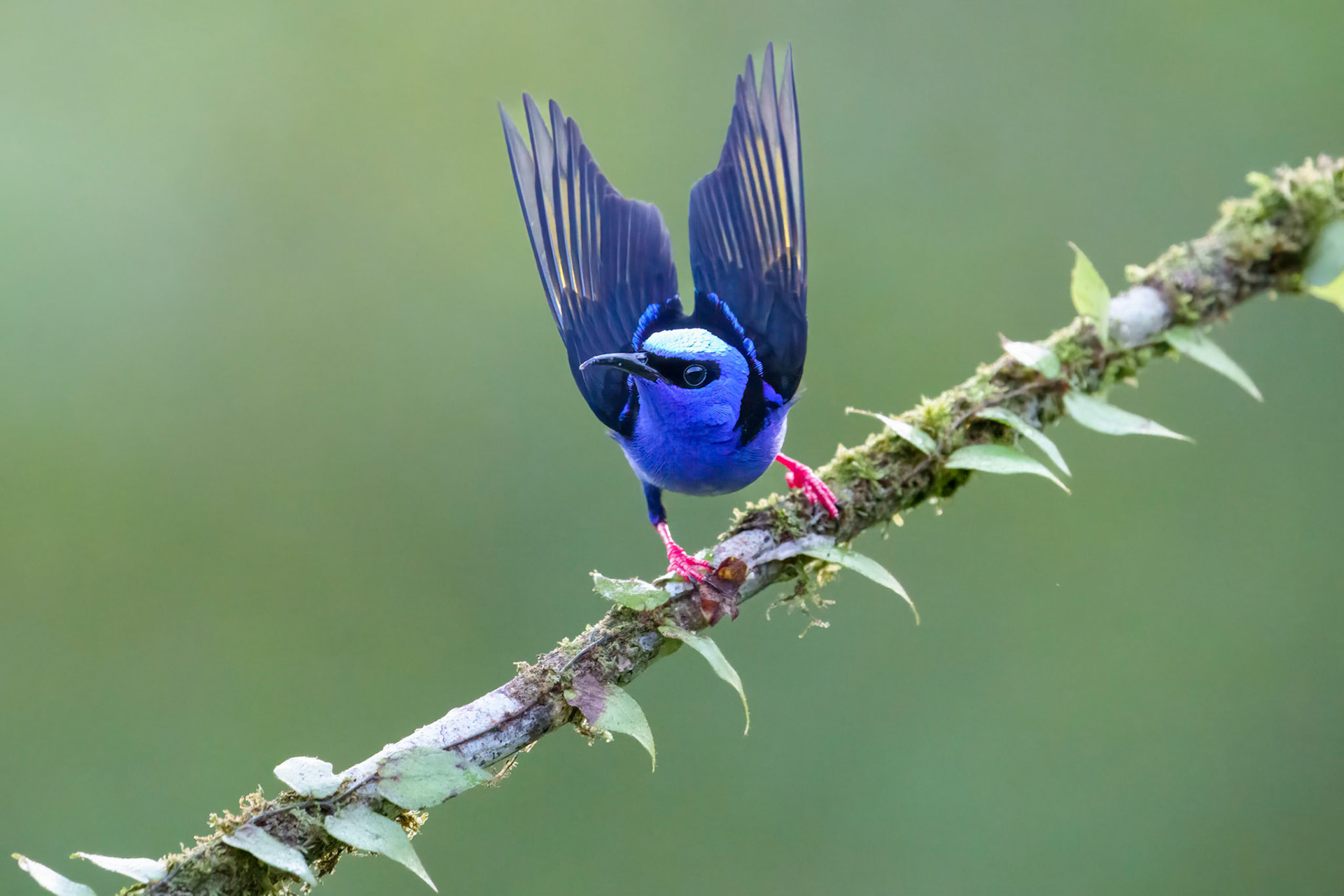 Red-legged honeycreeper
