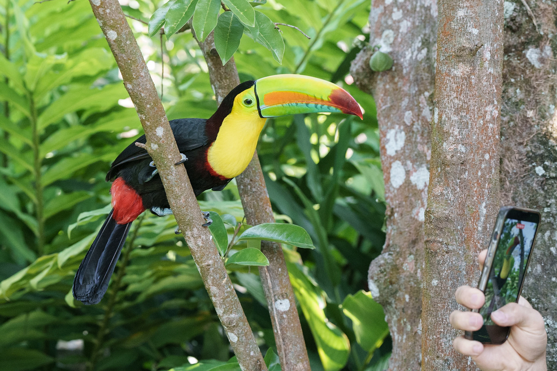 Keel-Billed Toucan