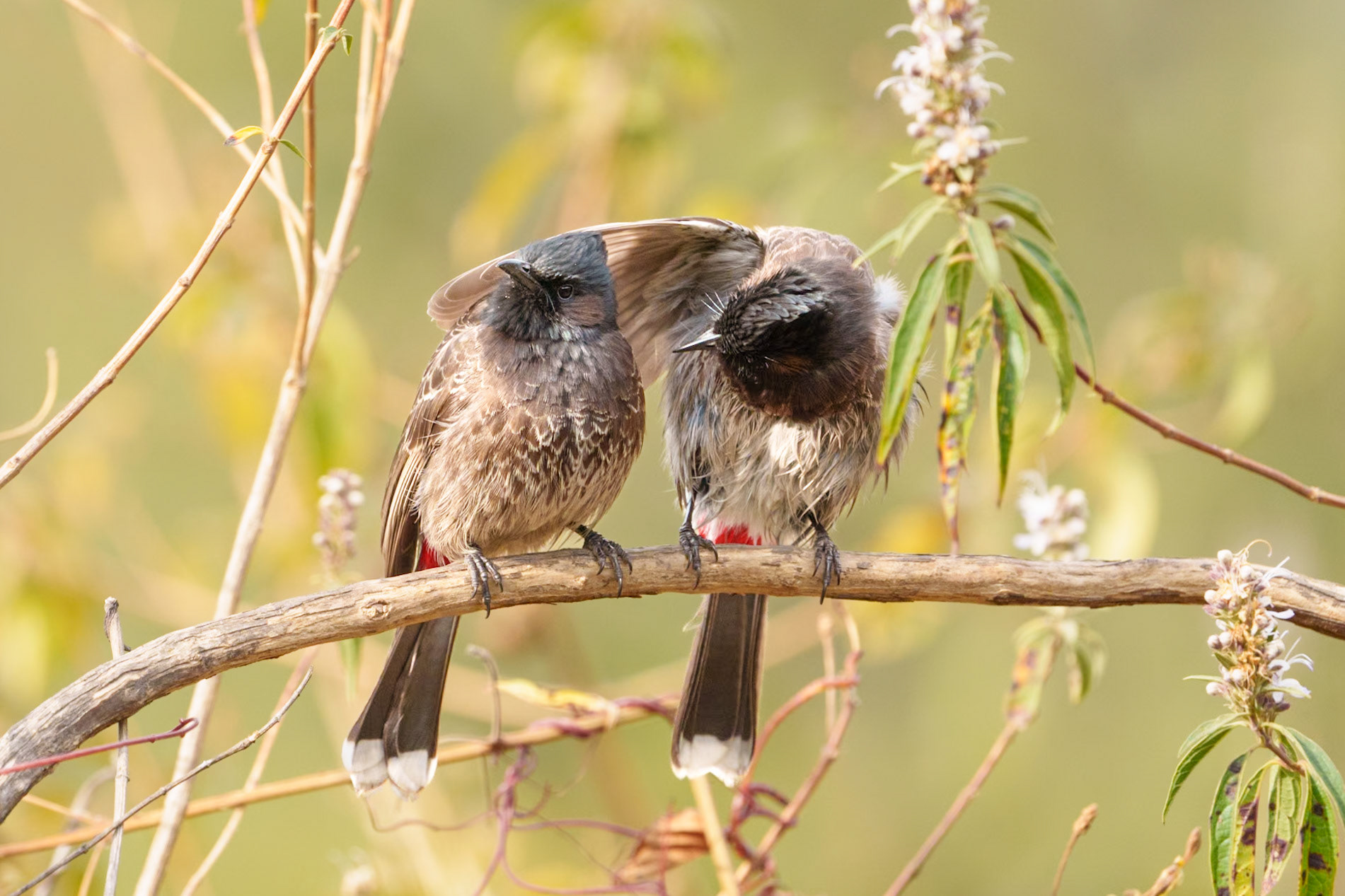 red vented bulbul
