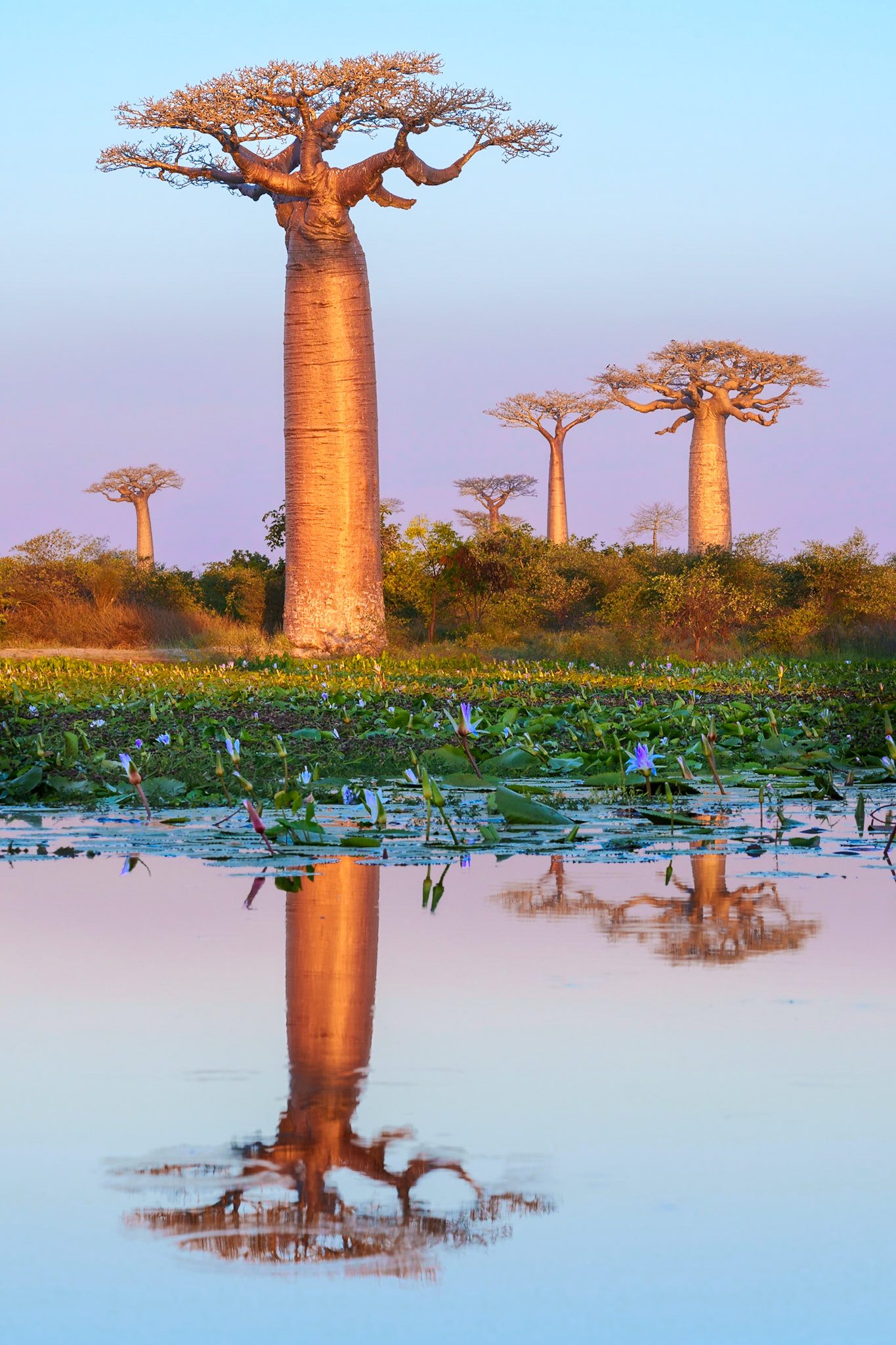 Baobab Tree