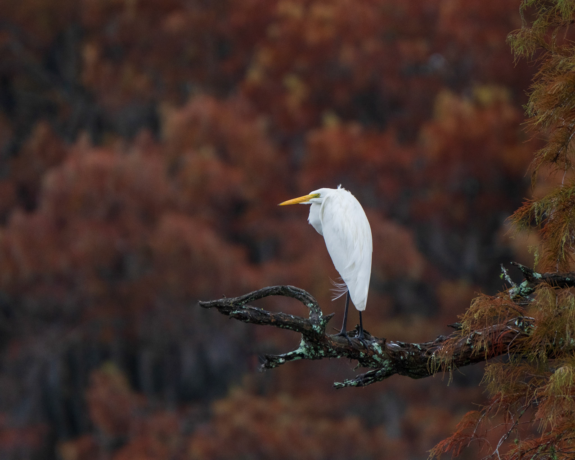 Autumn Sentinel